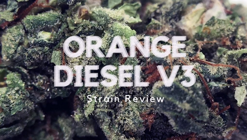 Archive image 4 for Orange Diesel V3 [ODV3] Cannabis Strain Review