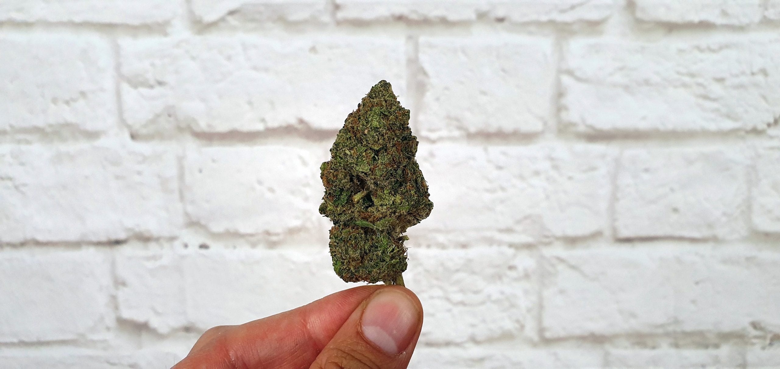 Archive image 3 for Orange Slush Cannabis Strain Review & Information