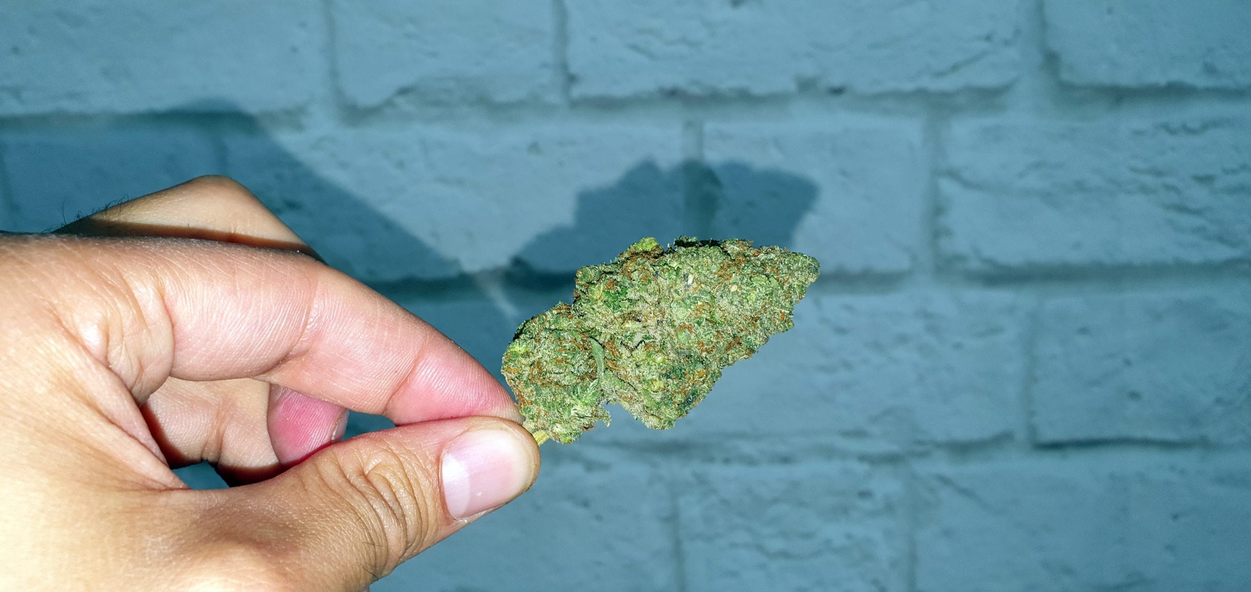 Archive image 5 for Orange Slush Cannabis Strain Review & Information