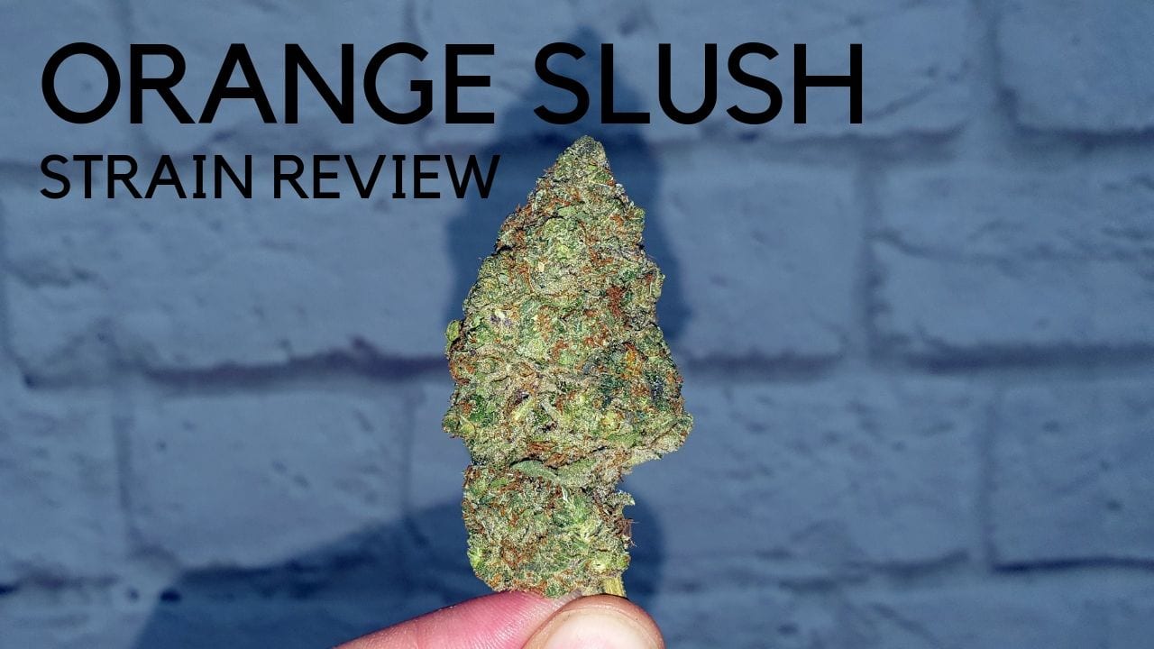 Archive image 6 for Orange Slush Cannabis Strain Review & Information