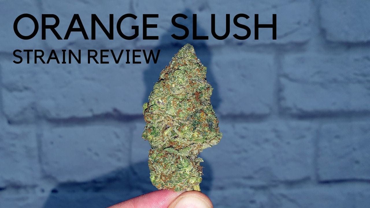 Archive image 7 for Orange Slush Cannabis Strain Review & Information