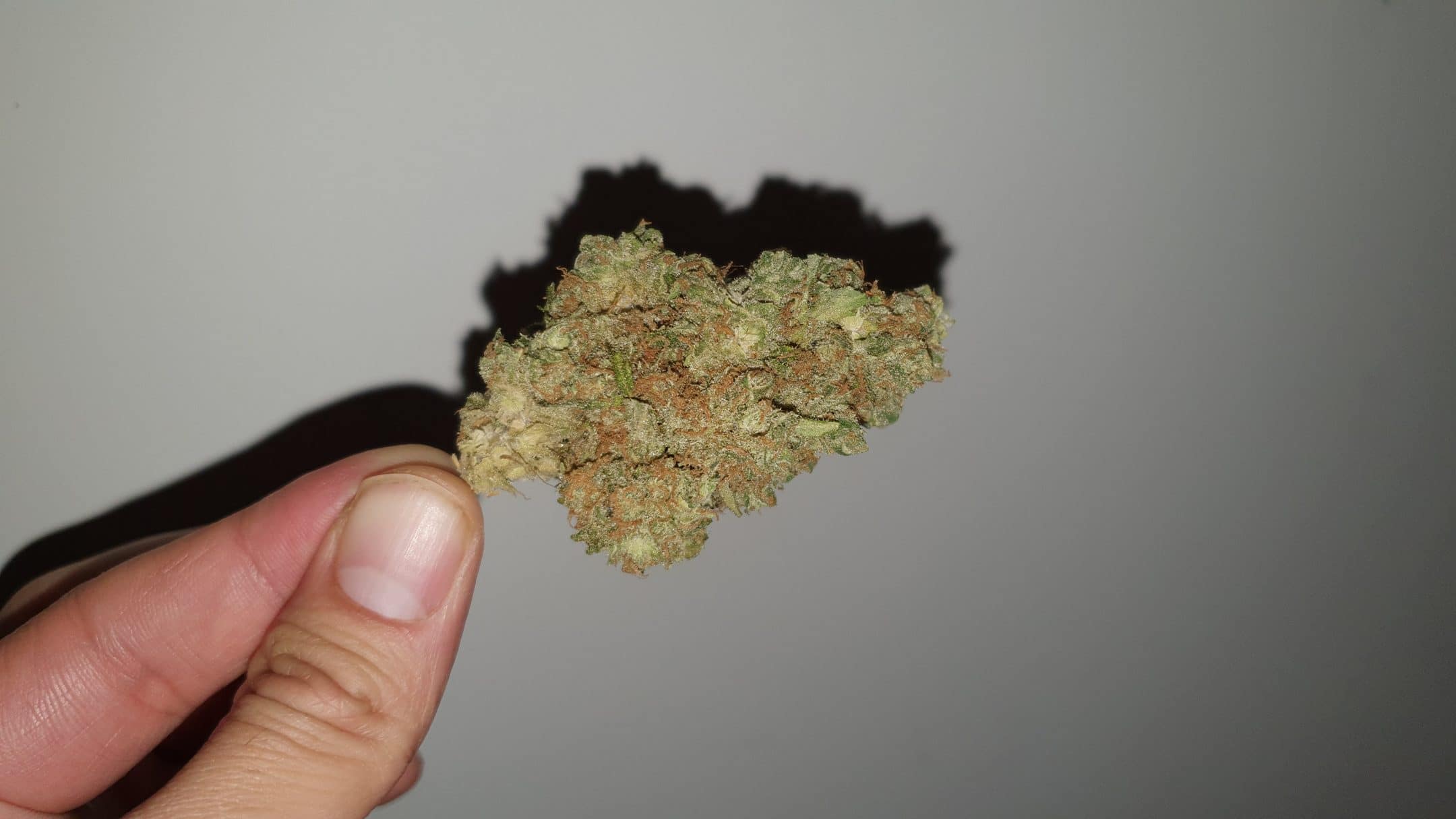 Archive image 4 for Peach Shnapps Cannabis Strain Review & Information
