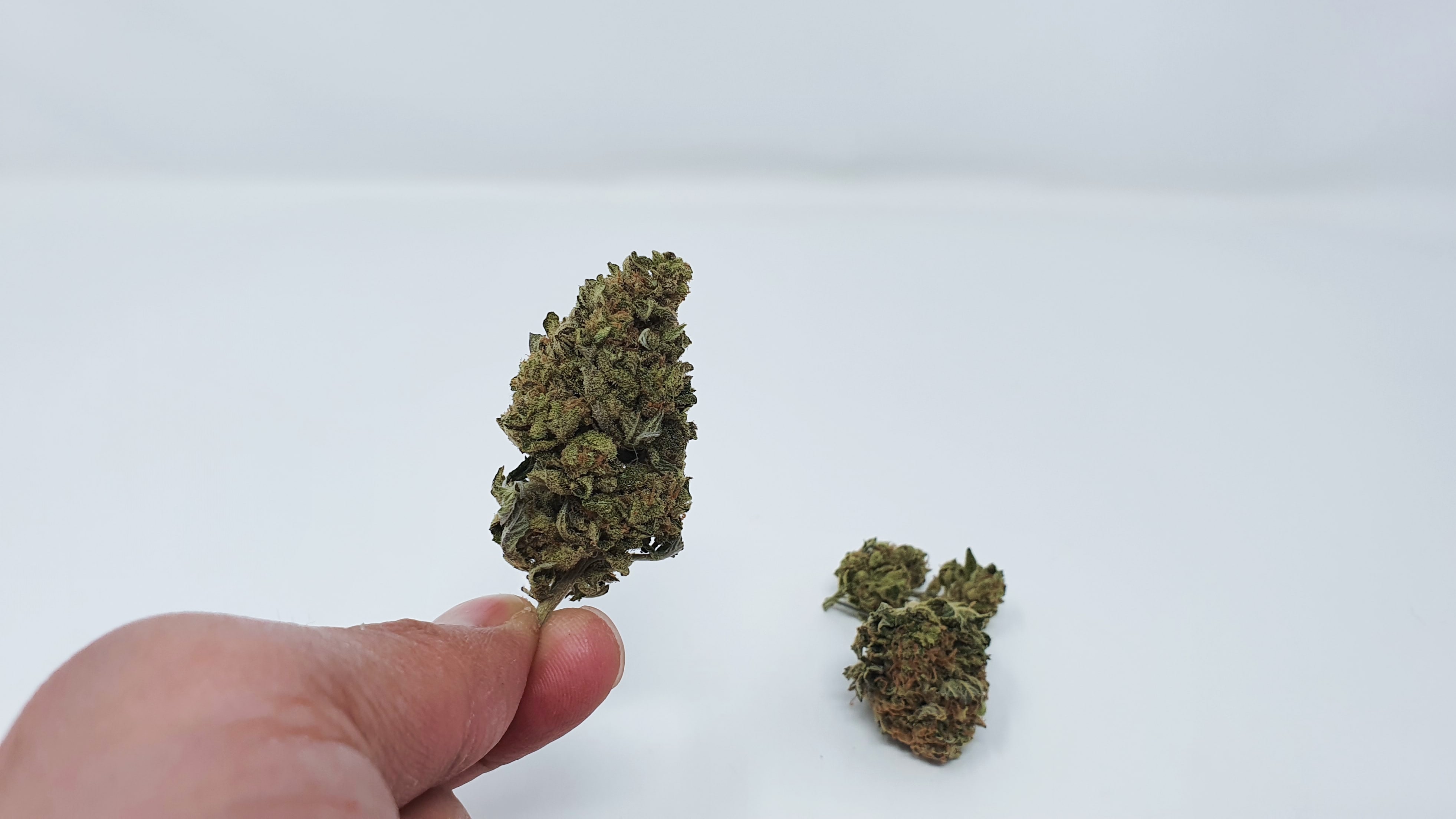 Archive image 5 for Phantom OG Cannabis Strain Review & Information