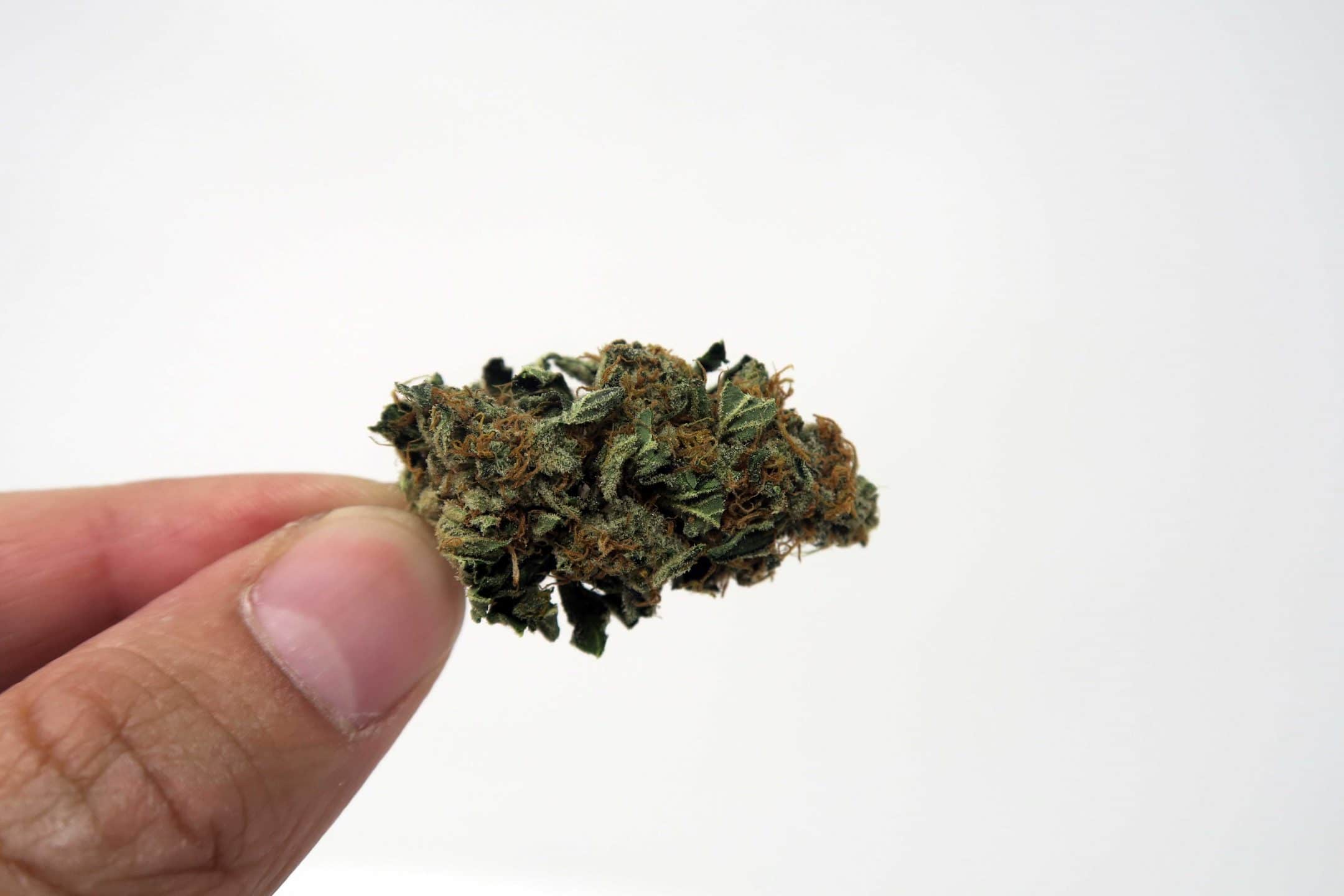 Archive image 3 for Platinum Girl Scout Cookies Strain Information
