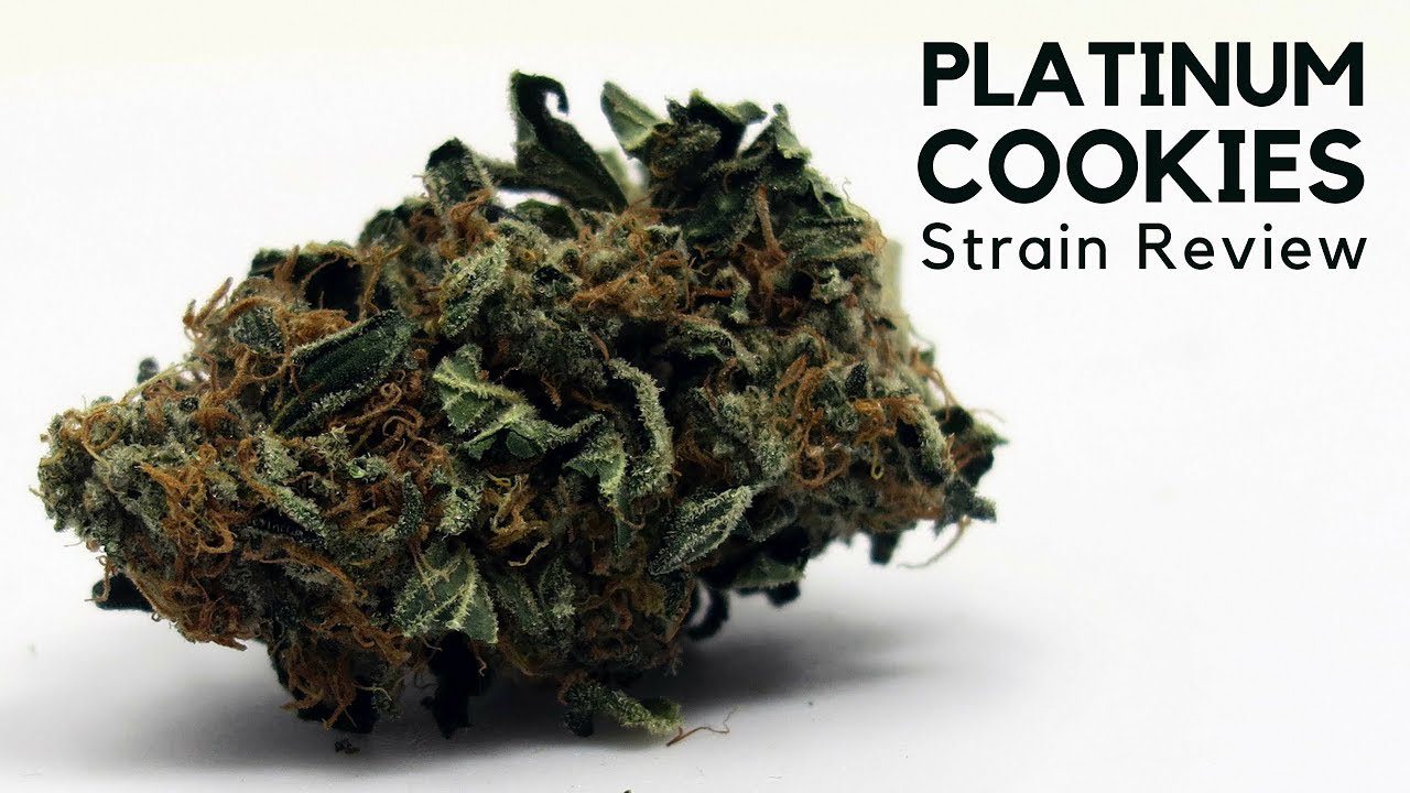 Archive image 6 for Platinum Girl Scout Cookies Strain Information