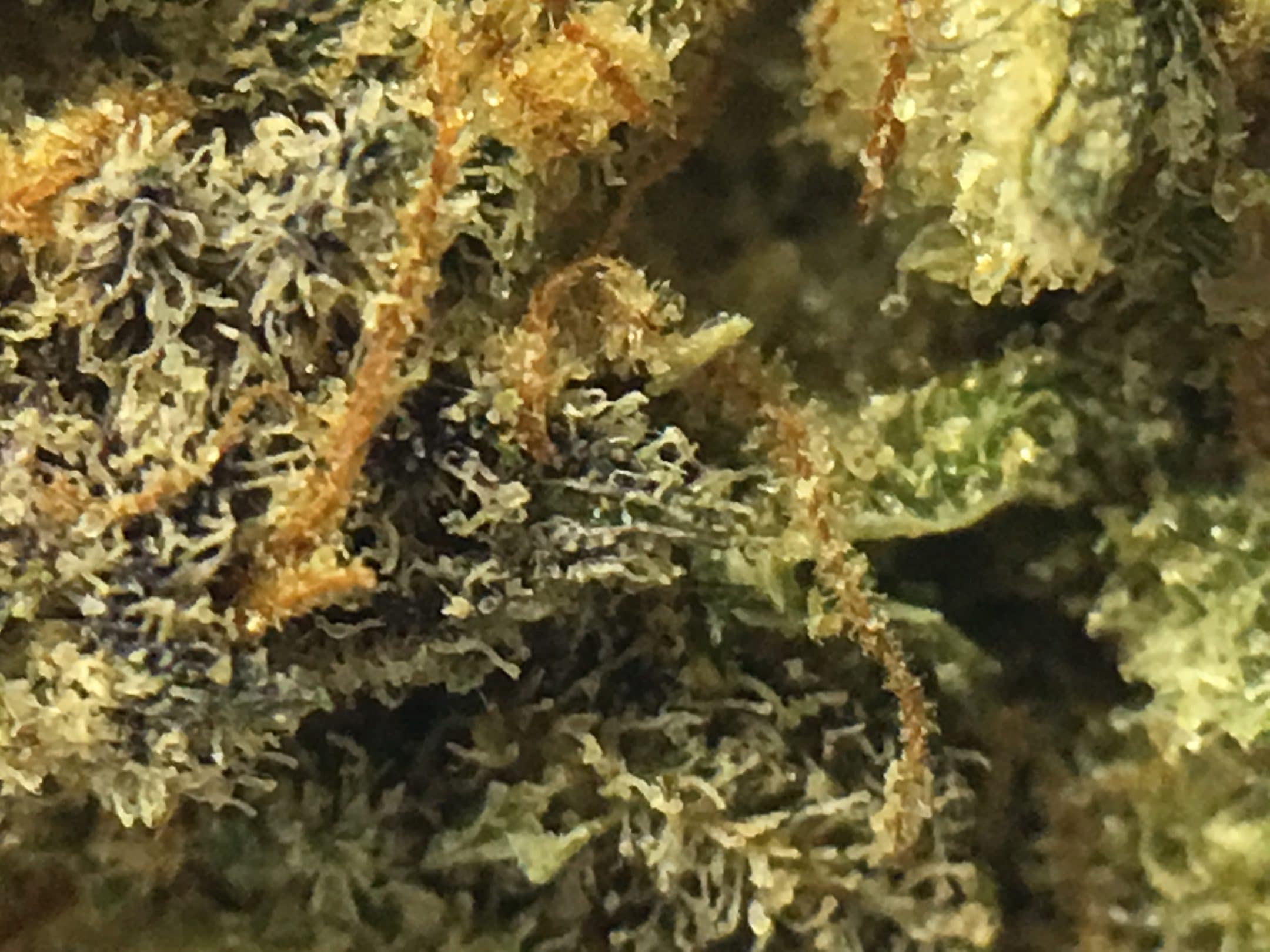 Archive image 3 for Purple Mother of Berries Cannabis Strain Review