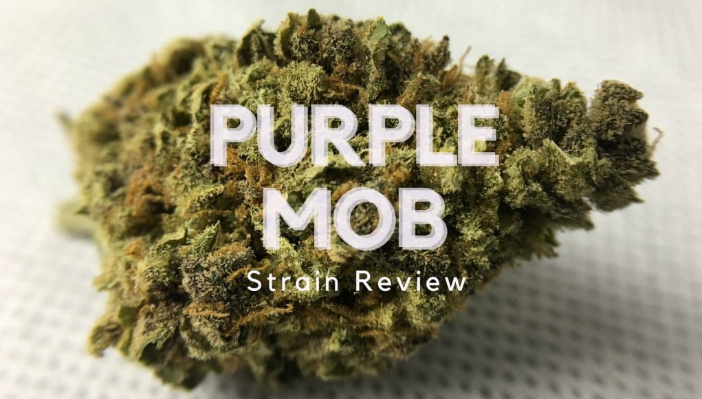 Archive image 4 for Purple Mother of Berries Cannabis Strain Review