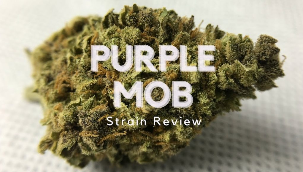 Archive image 5 for Purple Mother of Berries Cannabis Strain Review