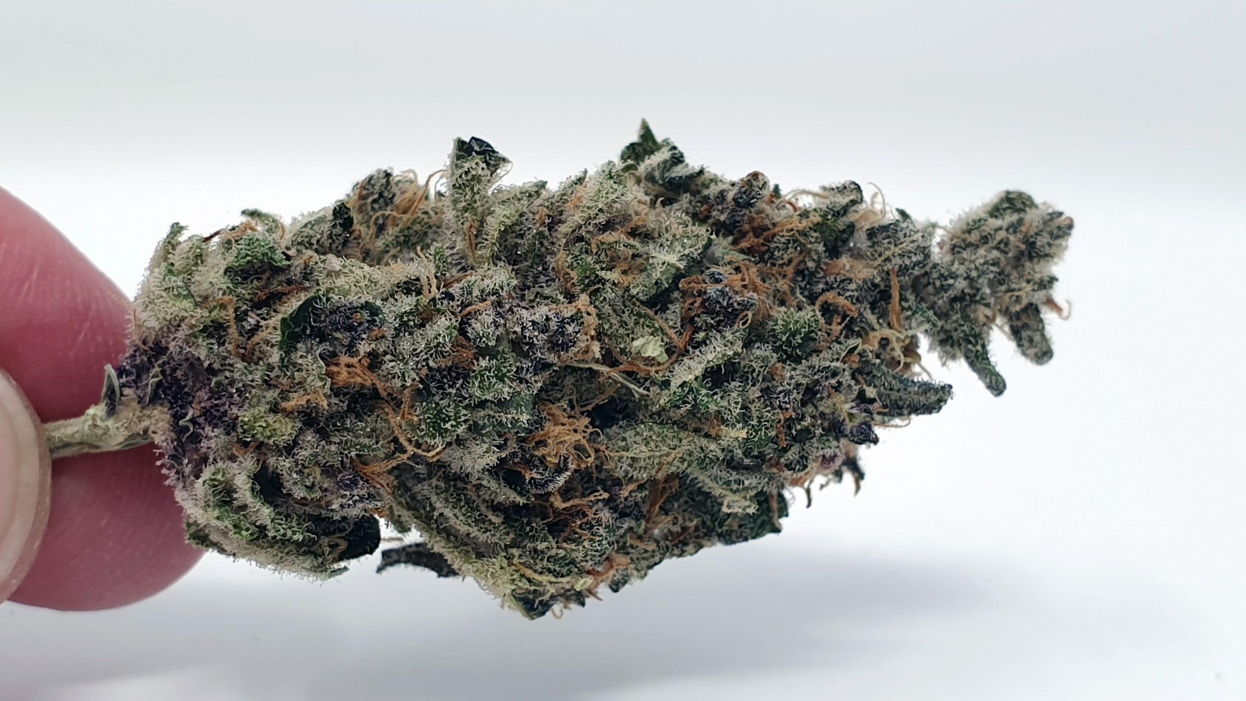 Archive image 4 for Purple Punch Cannabis Strain Review & Information