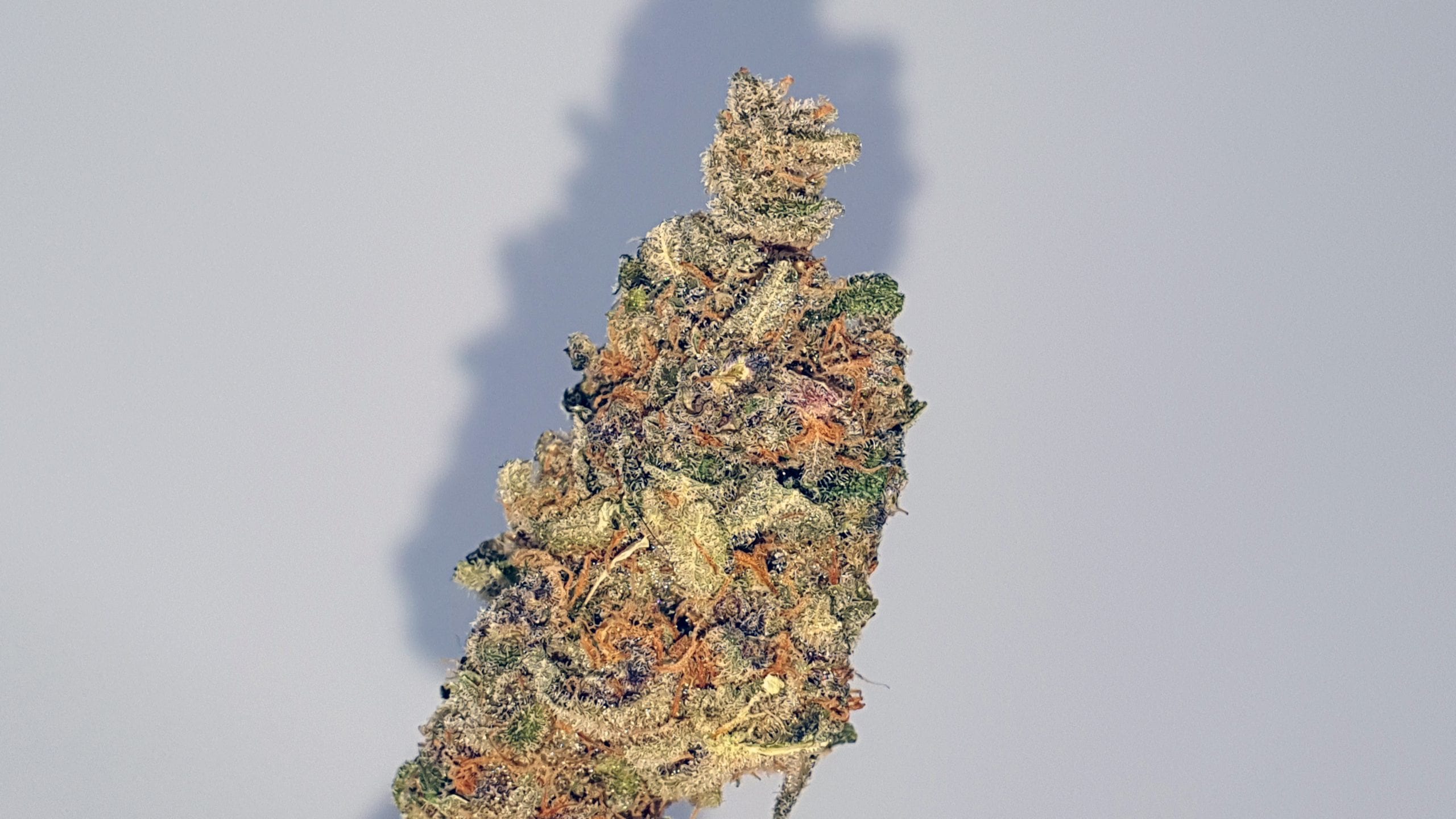 Archive image 5 for Purple Punch Cannabis Strain Review & Information