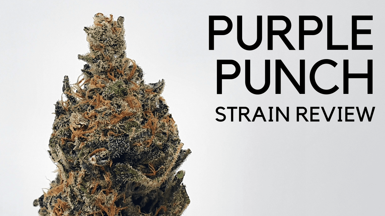 Archive image 7 for Purple Punch Cannabis Strain Review & Information