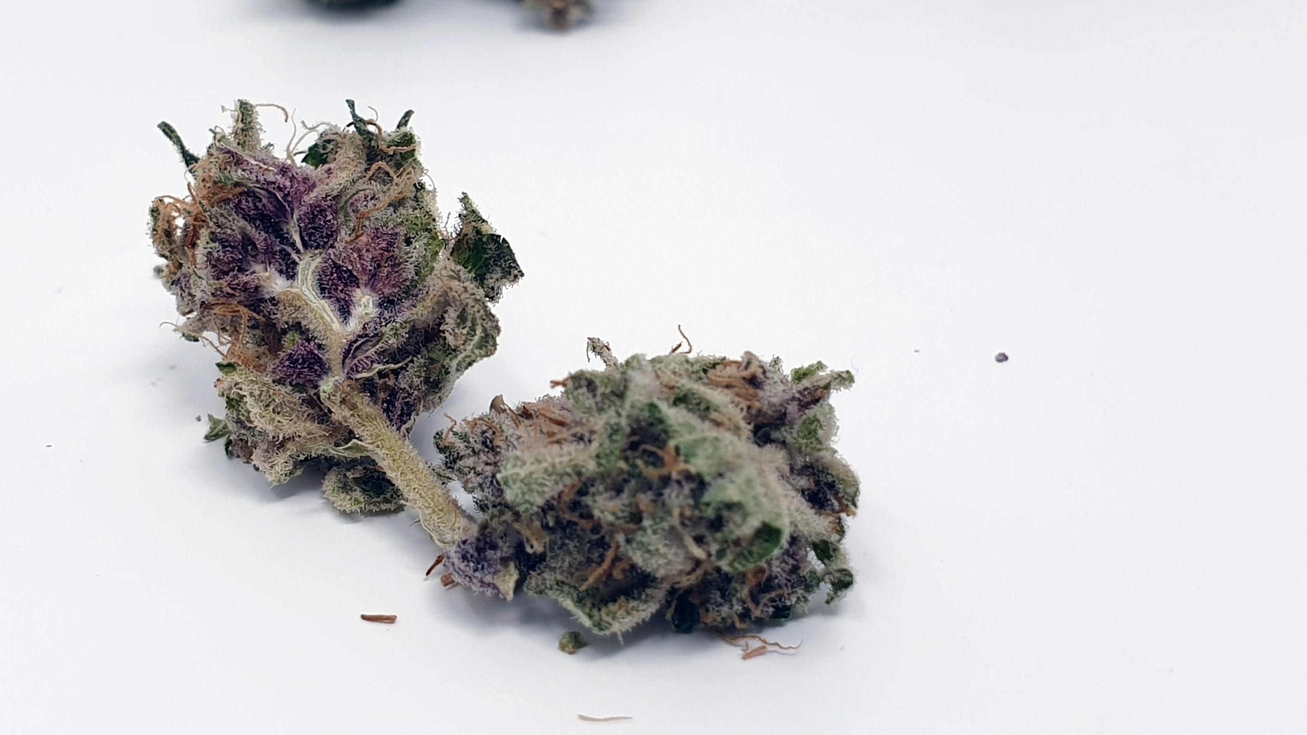 Archive image 8 for Purple Punch Cannabis Strain Review & Information