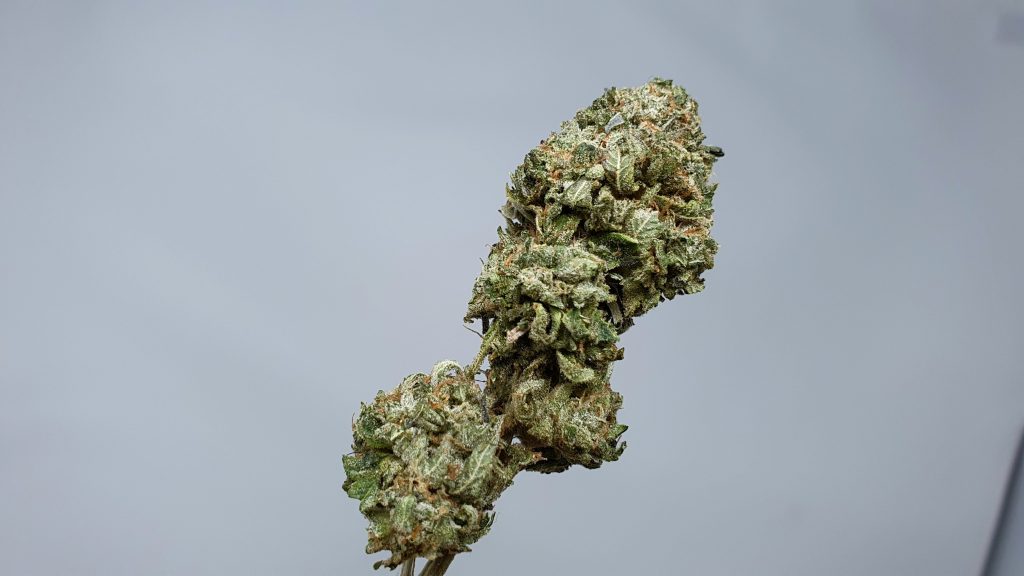 Archive image 4 for Rainbow Belts Cannabis Strain Review & Information