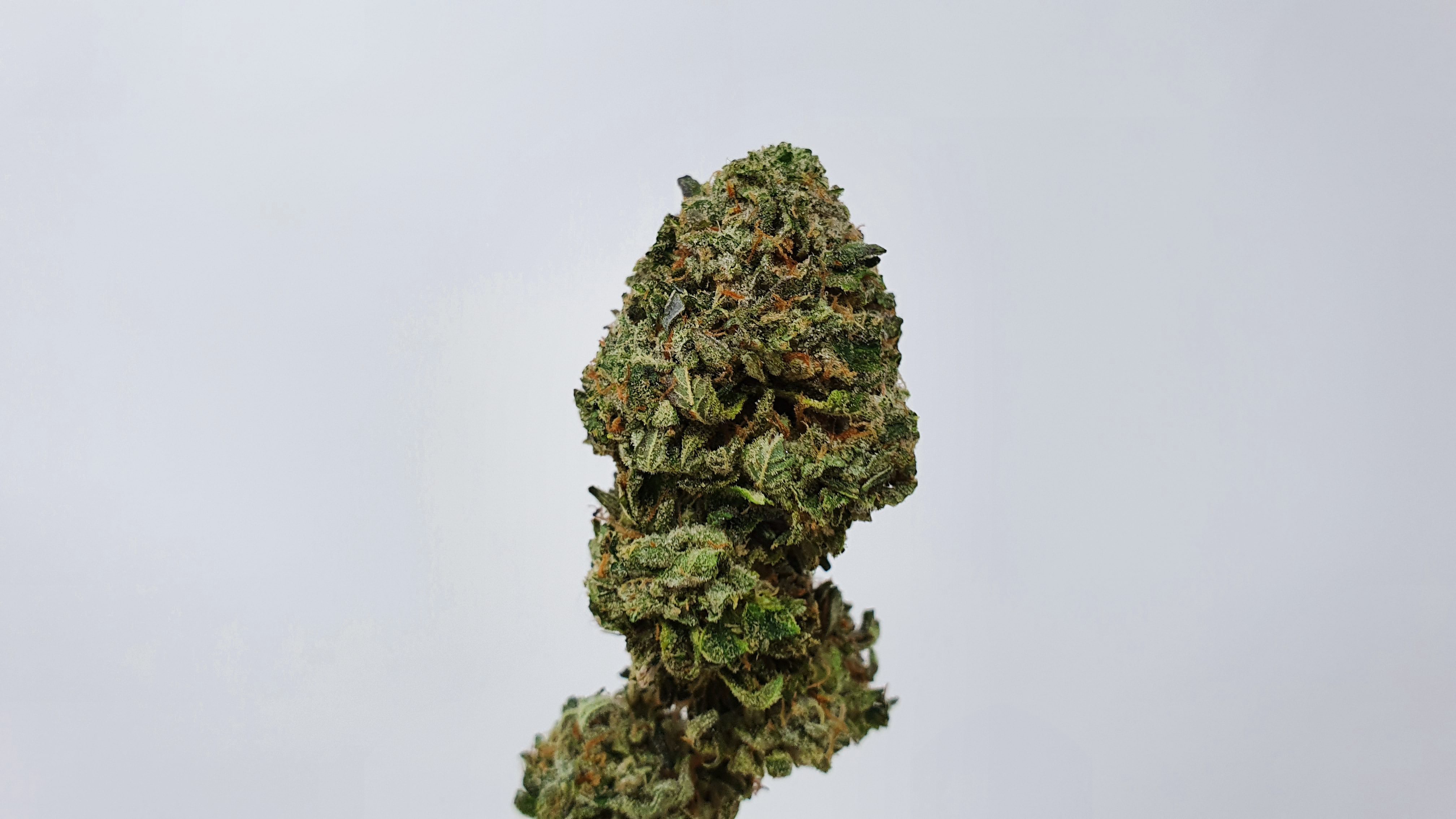 Archive image 7 for Rainbow Belts Cannabis Strain Review & Information