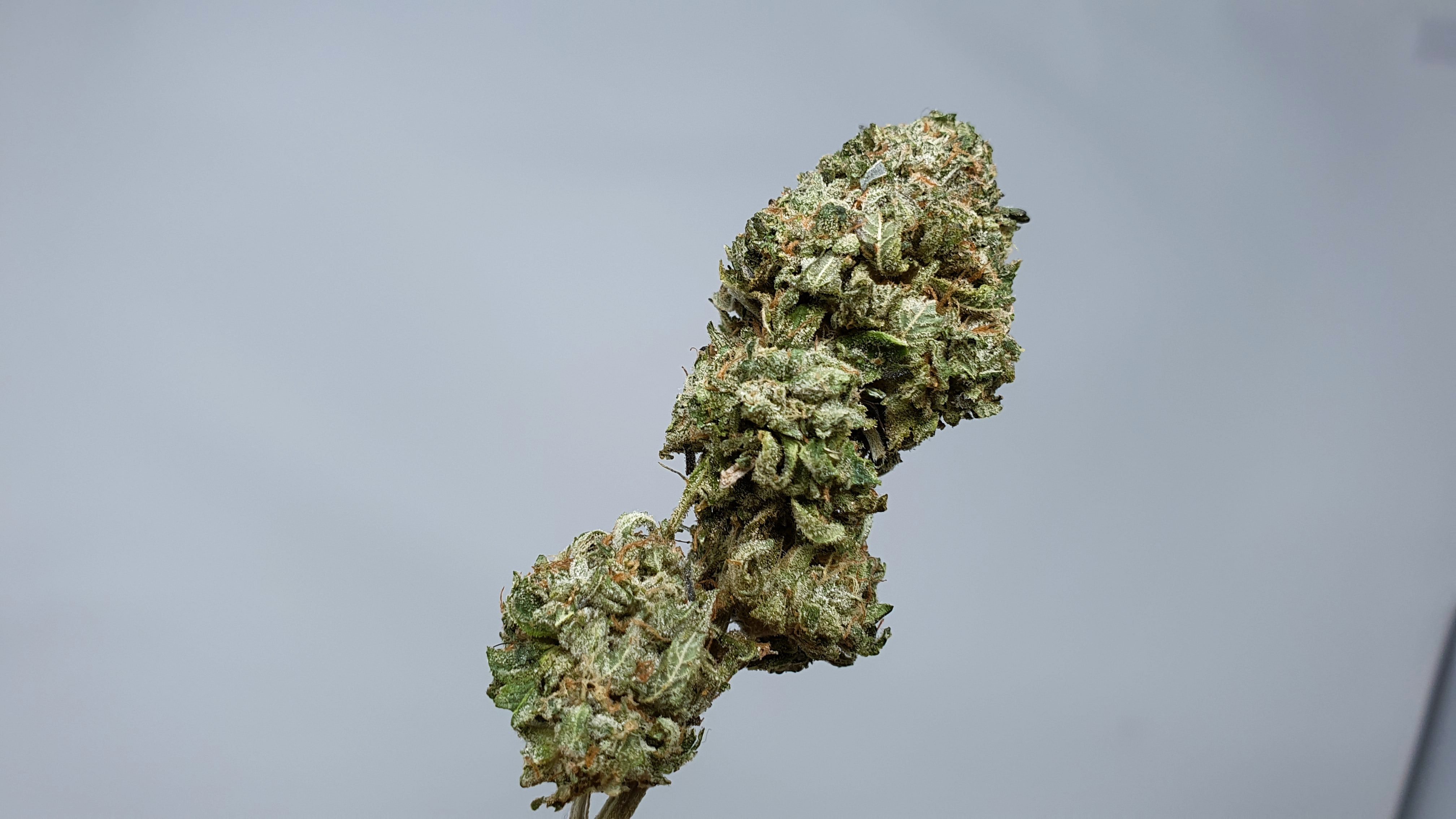 Archive image 8 for Rainbow Belts Cannabis Strain Review & Information