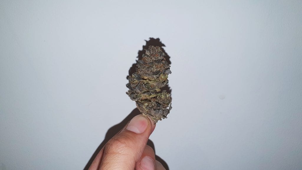 Archive image 4 for Sherb Crasher Cannabis Strain Review & Information