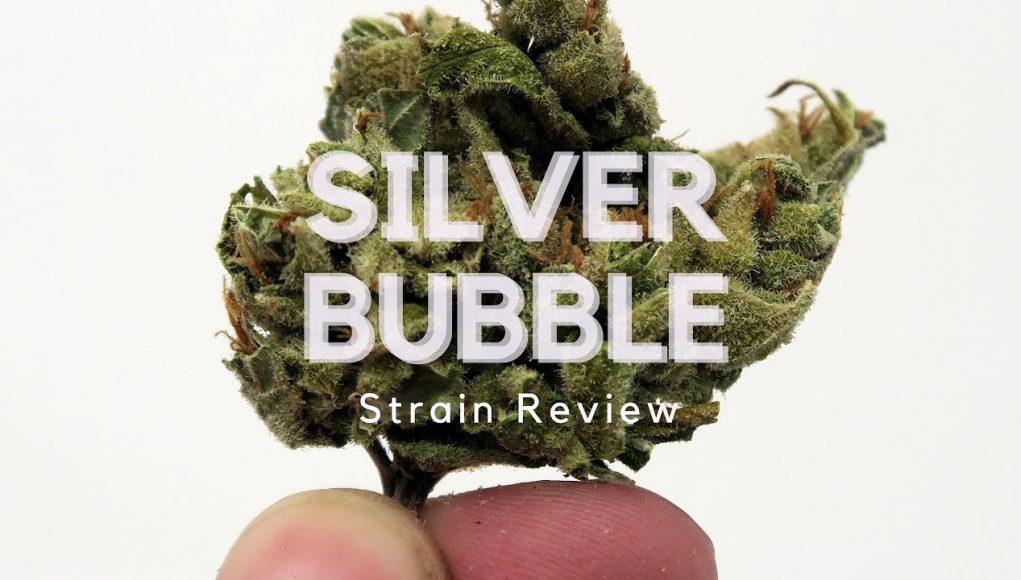 Archive image 4 for Silver Bubble Strain Review