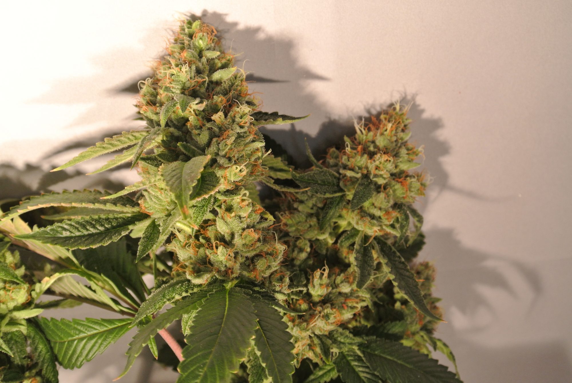 Archive image 2 for Skywalker OG Cannabis Strain Review