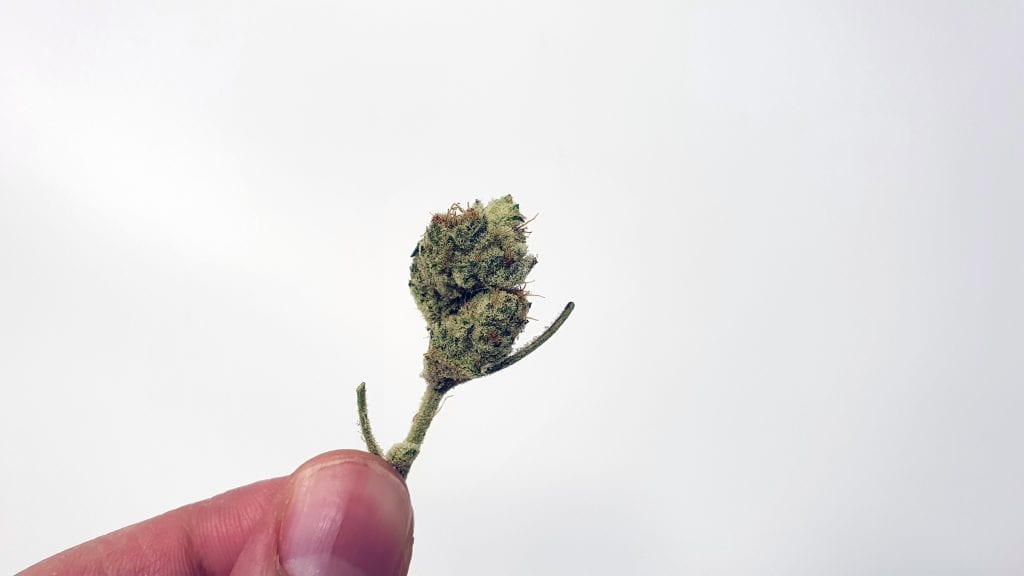 Archive image 2 for Slurricane Strain Review & Information