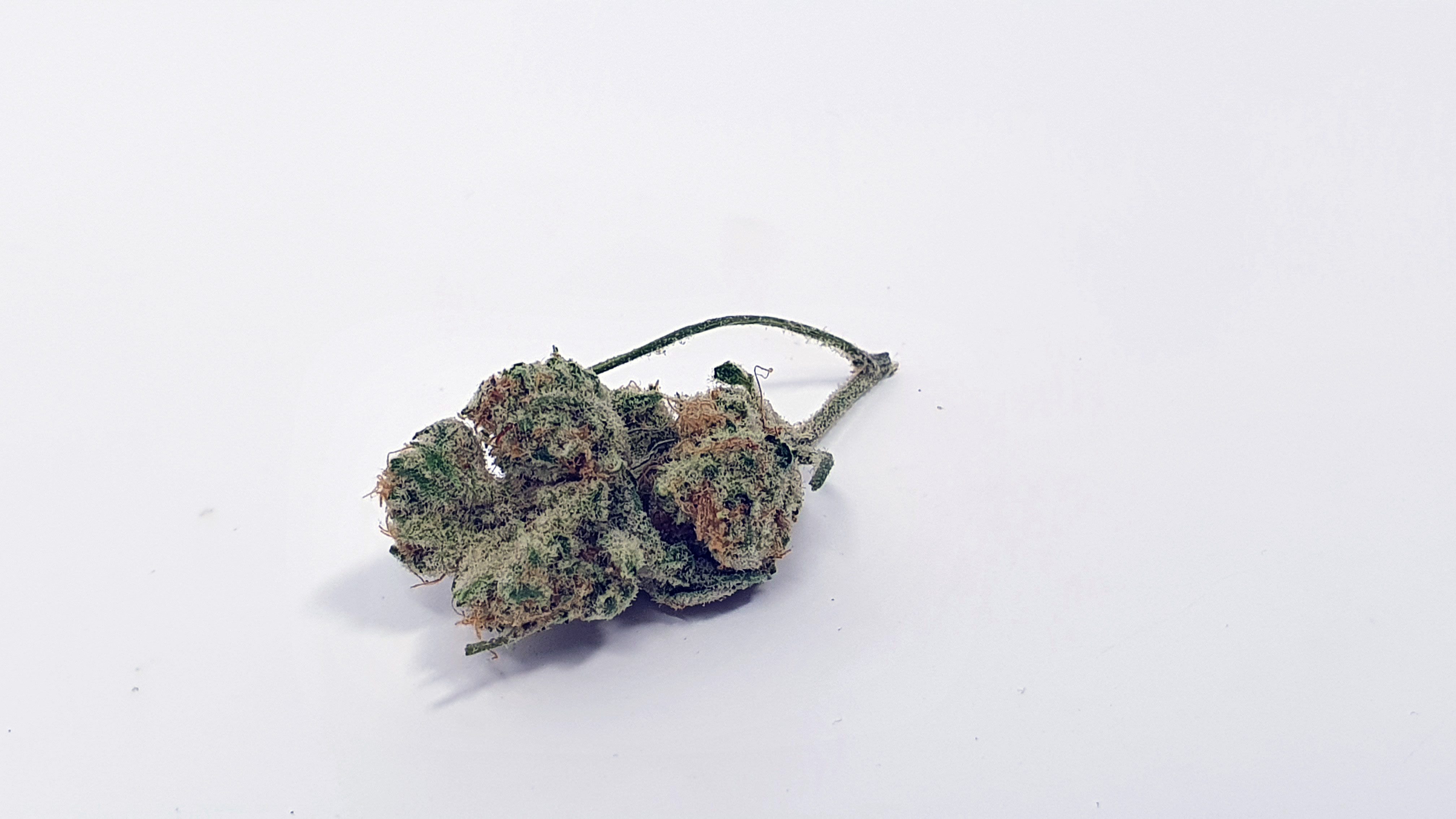 Archive image 6 for Slurricane Strain Review & Information