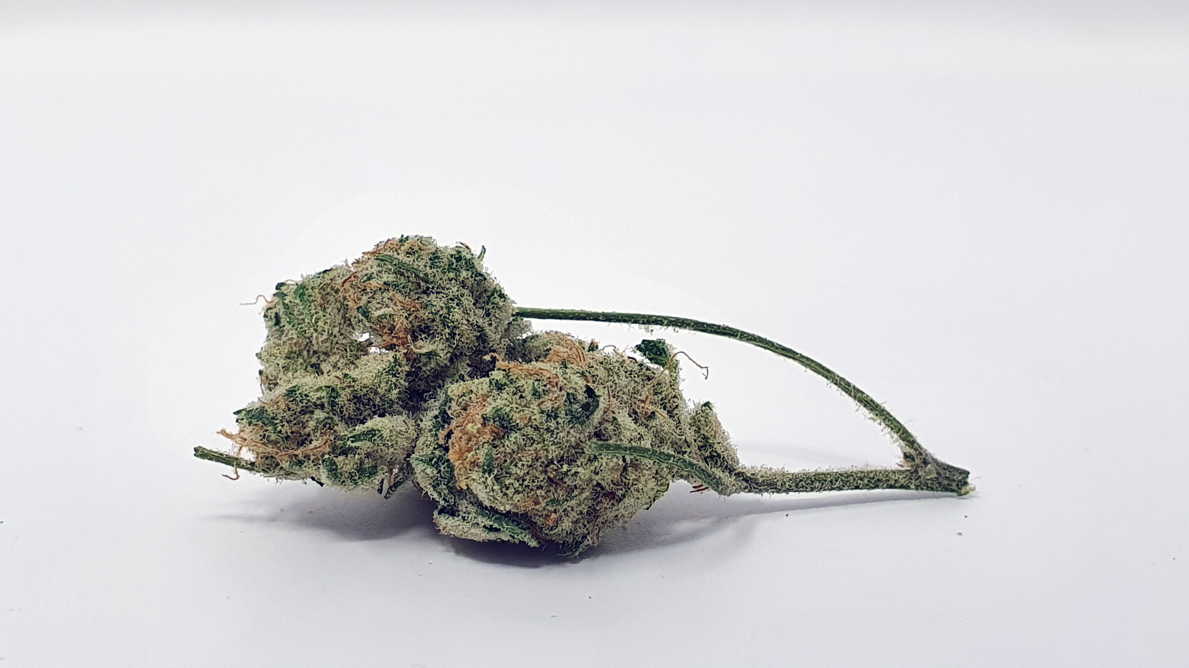 Archive image 7 for Slurricane Strain Review & Information