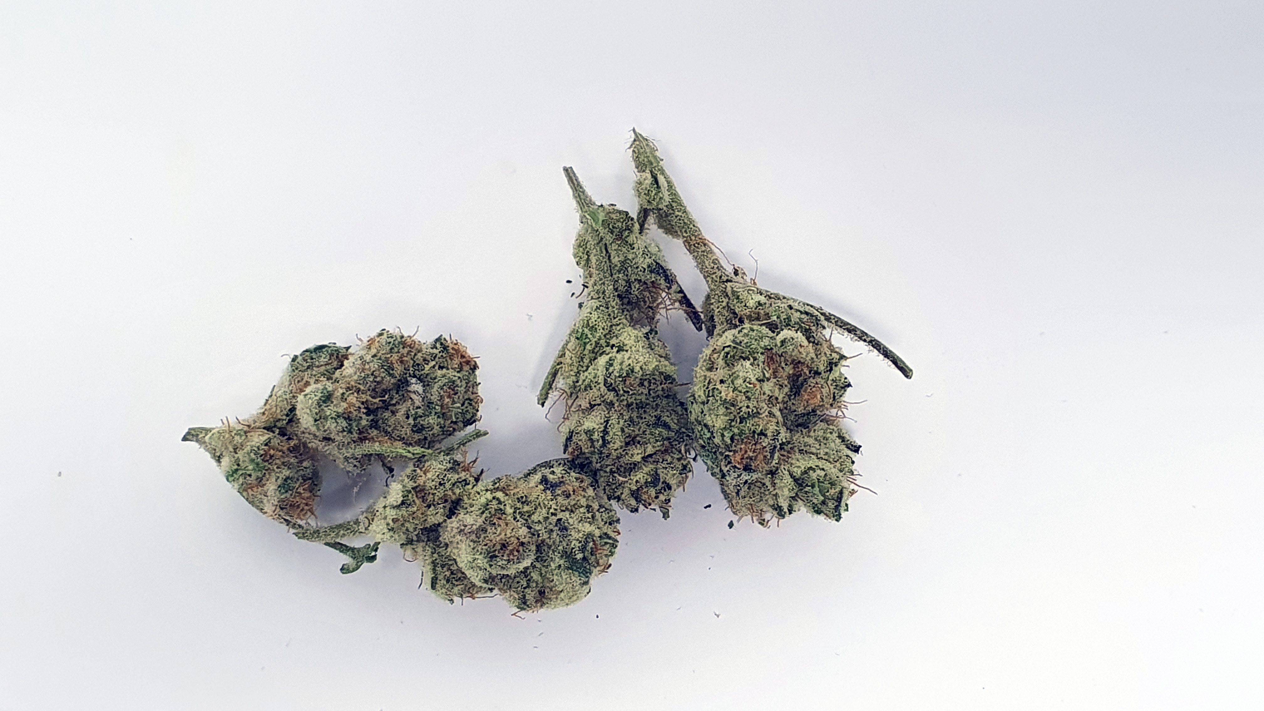 Archive image 9 for Slurricane Strain Review & Information