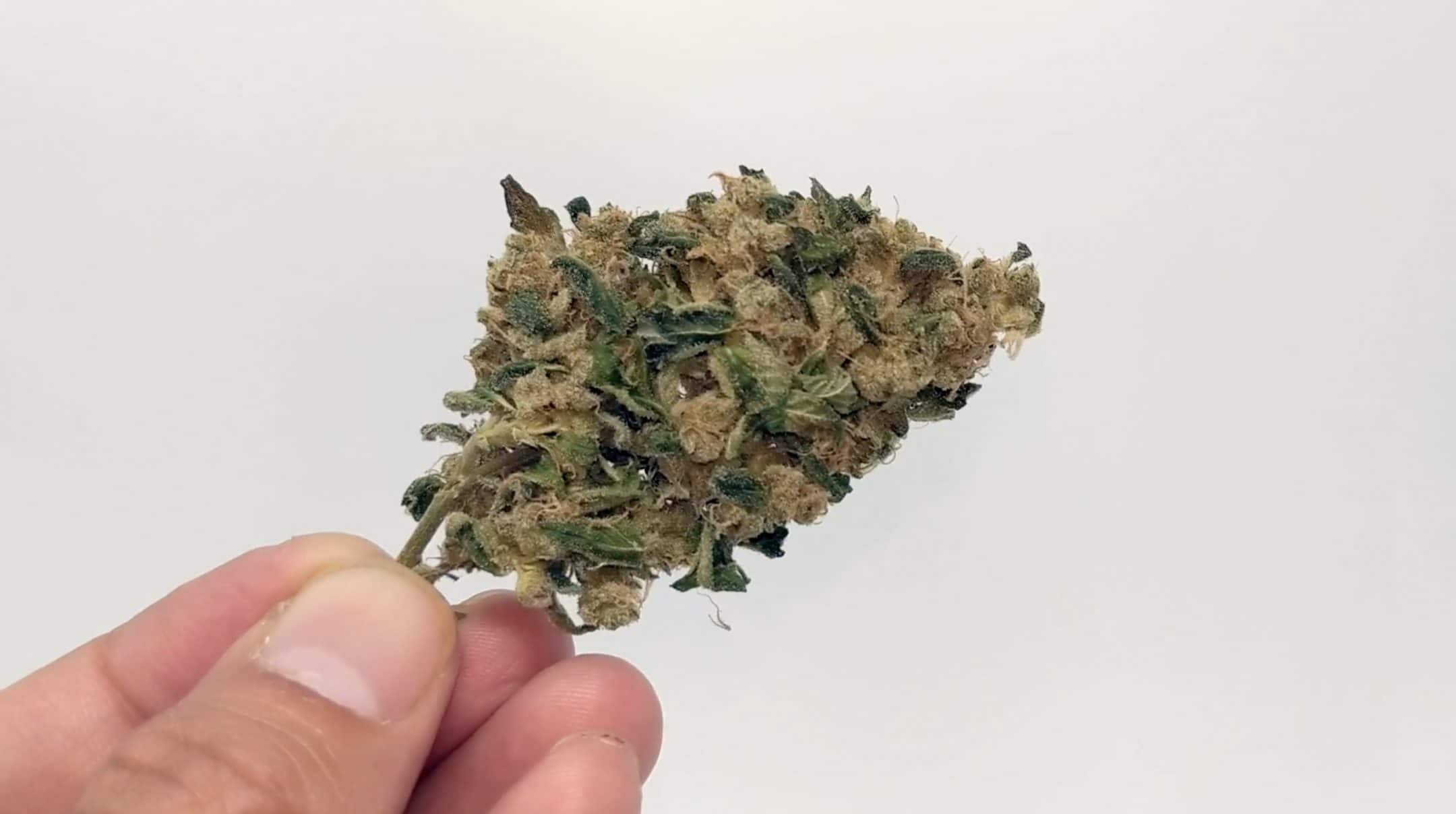 Archive image 3 for Sour Banana Sherbet Cannabis Strain Review & Information