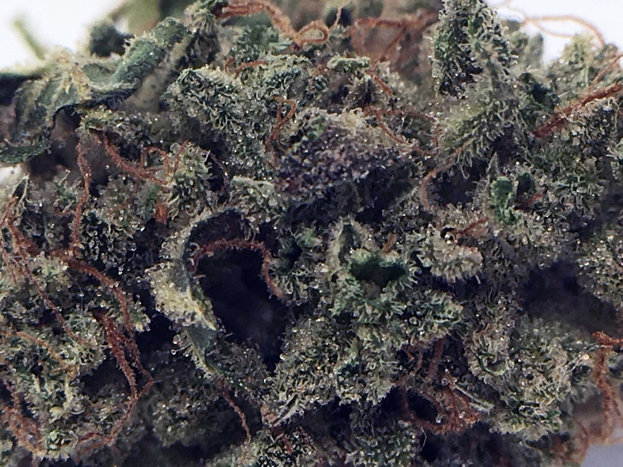 Archive image 2 for Sour Diesel Haze Cannabis Strain Review
