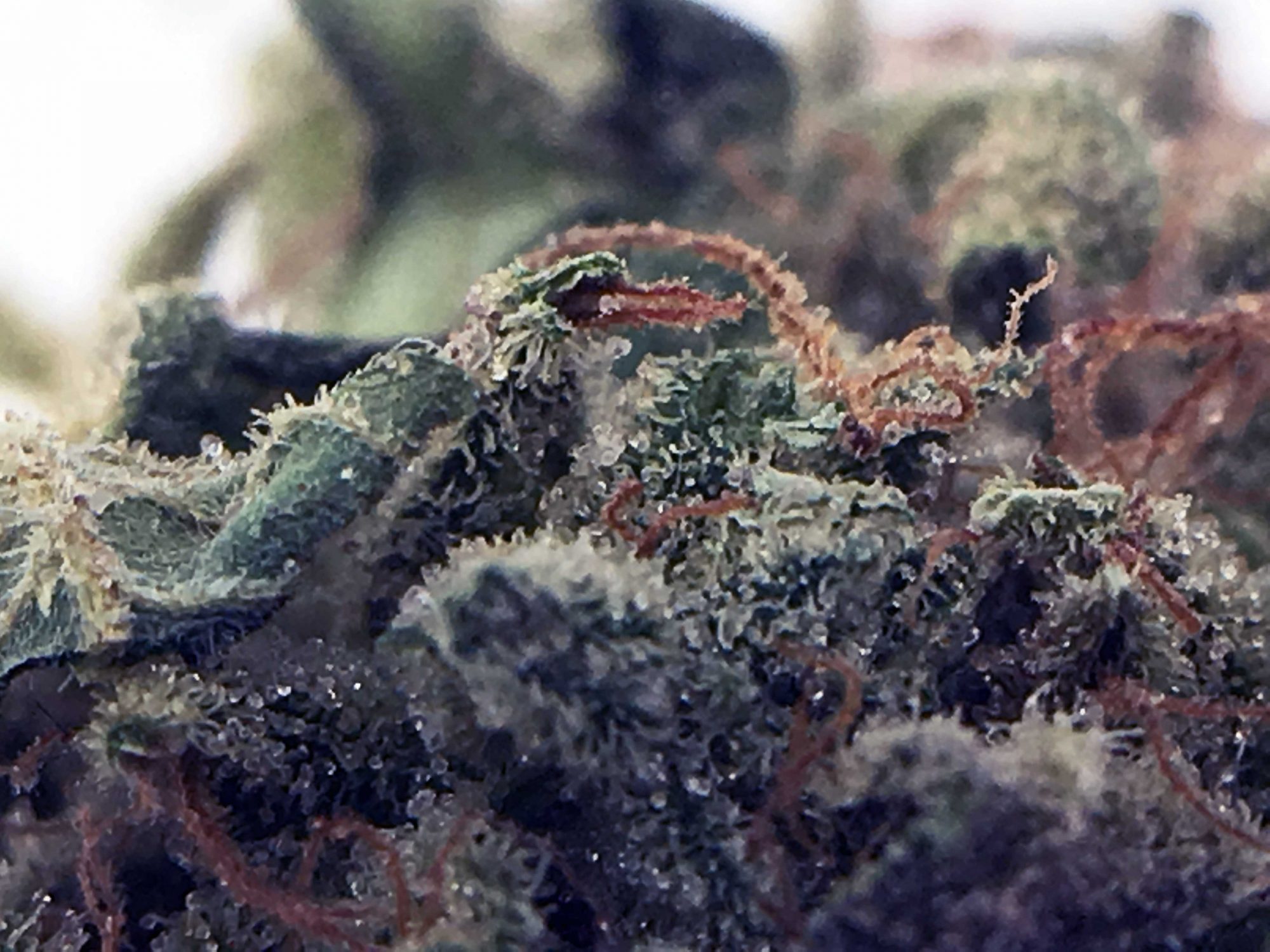 Archive image 8 for Sour Diesel Haze Cannabis Strain Review