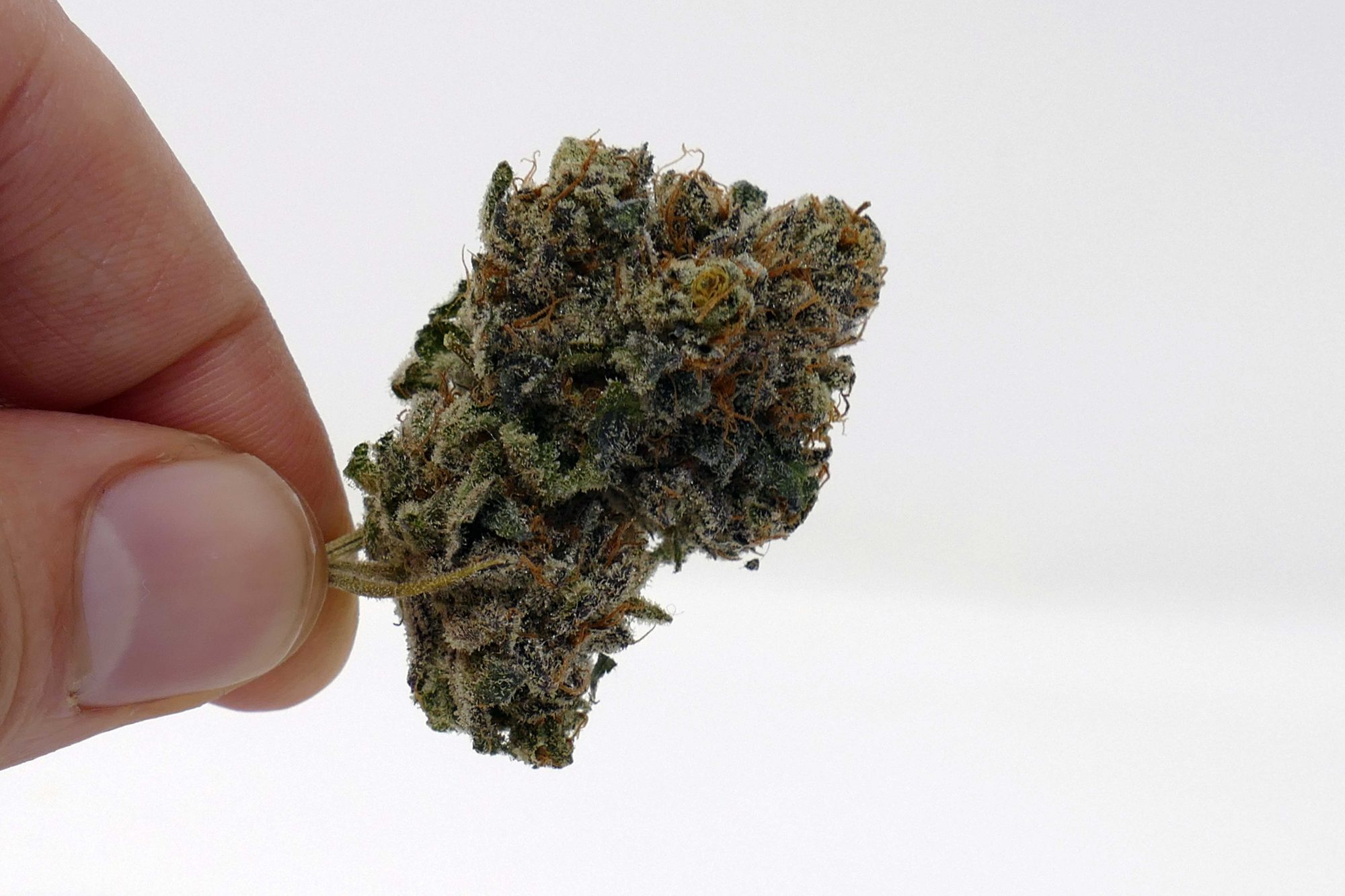 Archive image 2 for Sour Power OG Cannabis Strain Information & Review