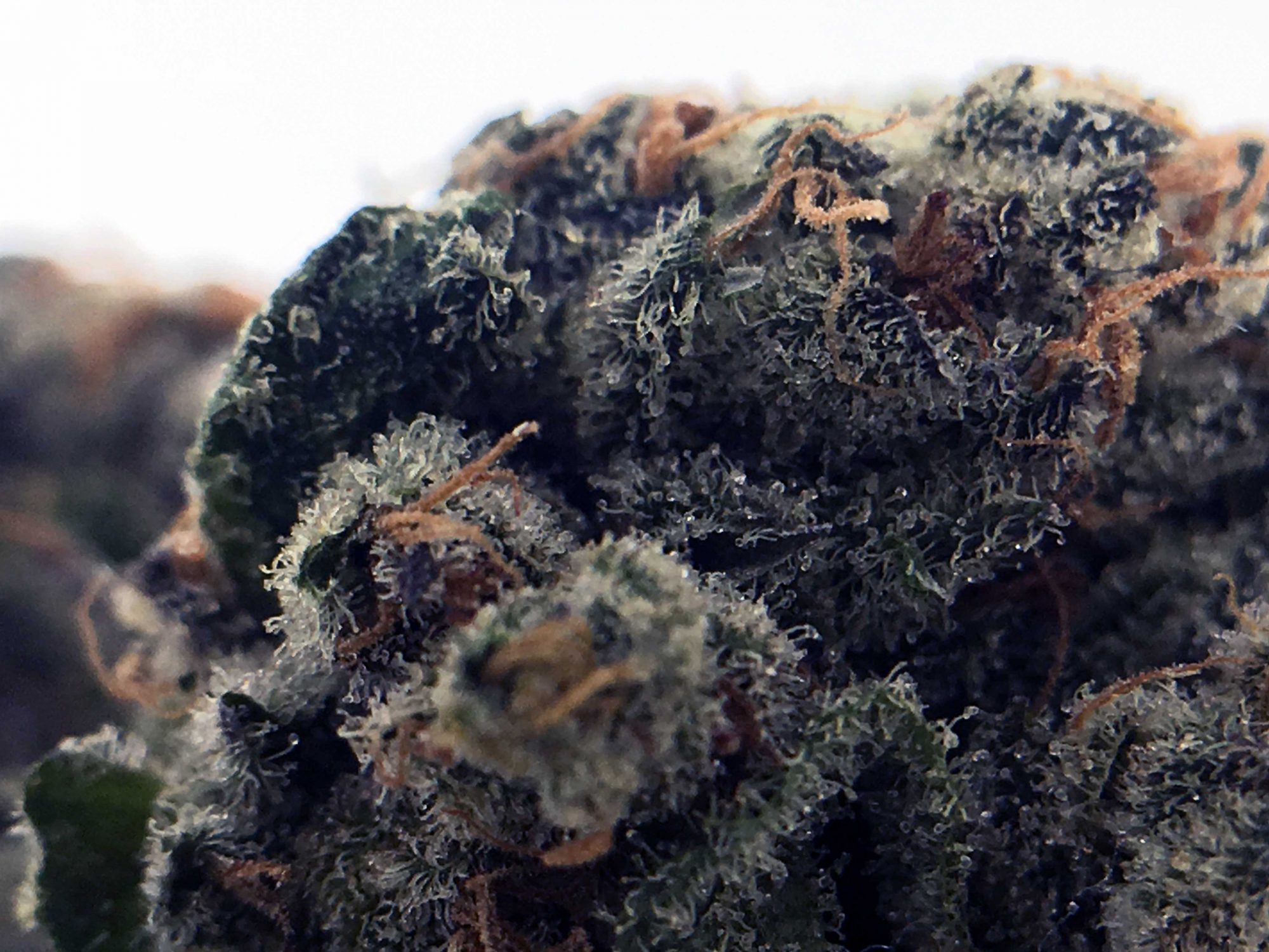 Archive image 4 for Sour Power OG Cannabis Strain Information & Review