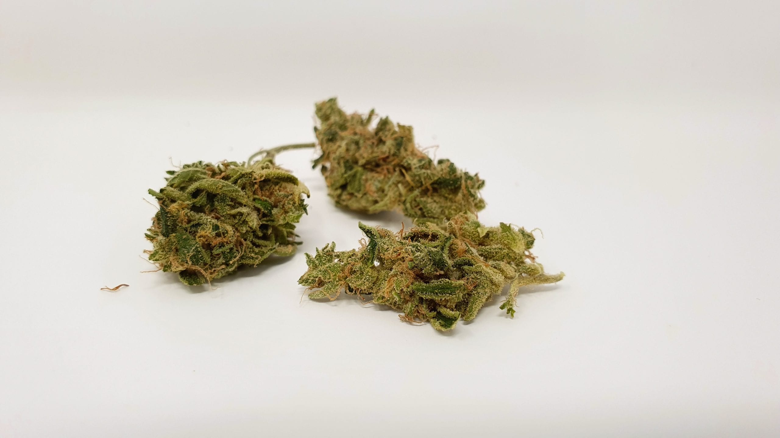 Archive image 2 for Sour Tangie Cannabis Strain Review & Information