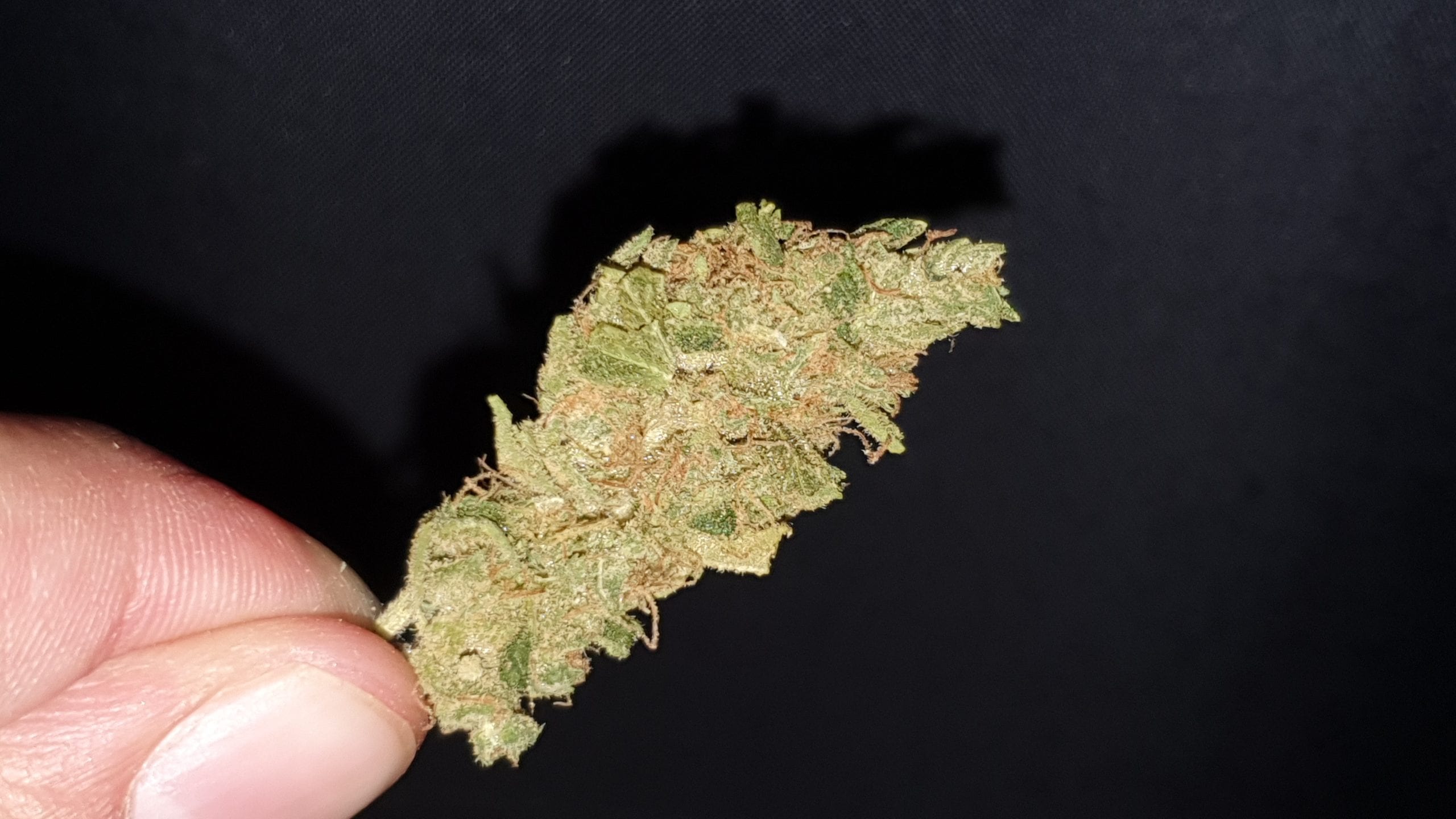 Archive image 3 for Sour Tangie Cannabis Strain Review & Information