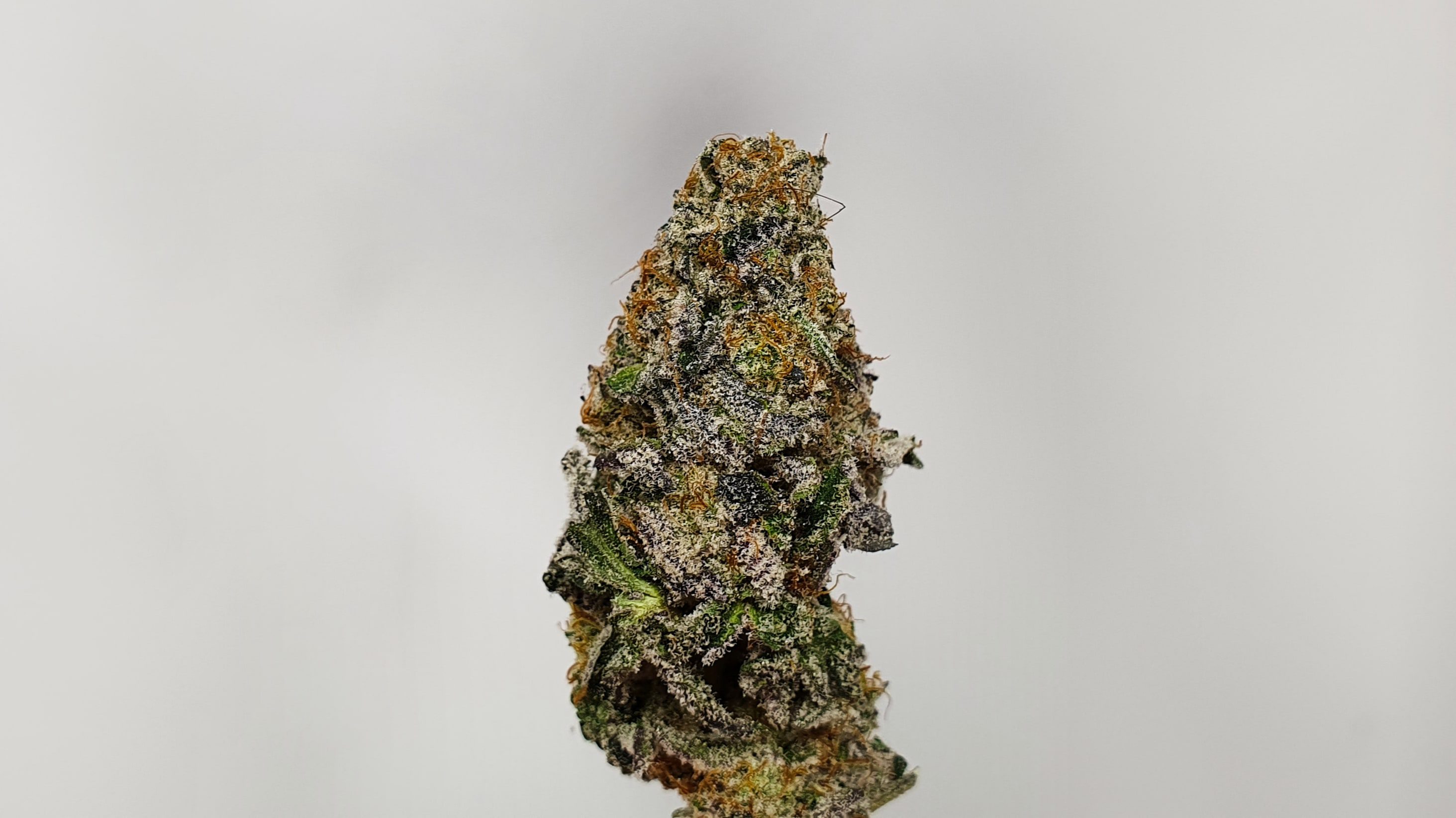 Archive image 7 for Space Jam Cannabis Strain Review & Information