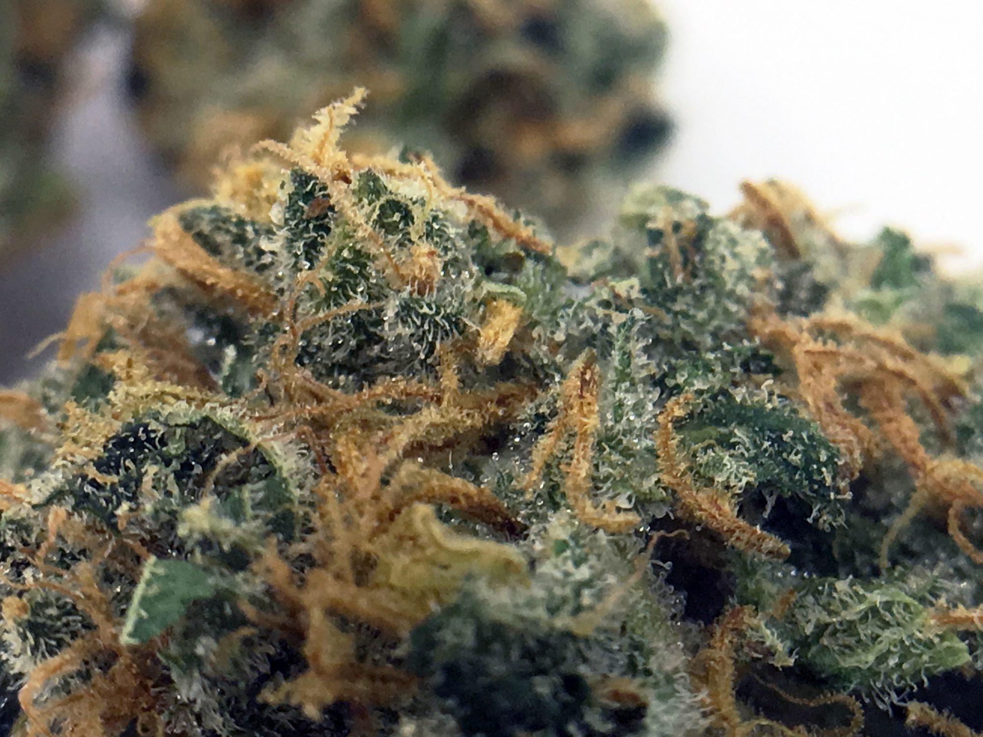 Archive image 5 for Strawberry Cough Cannabis Strain Review & Information