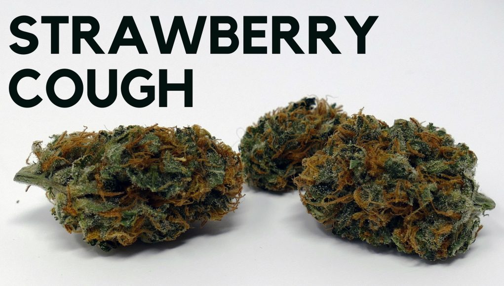 Archive image 7 for Strawberry Cough Cannabis Strain Review & Information