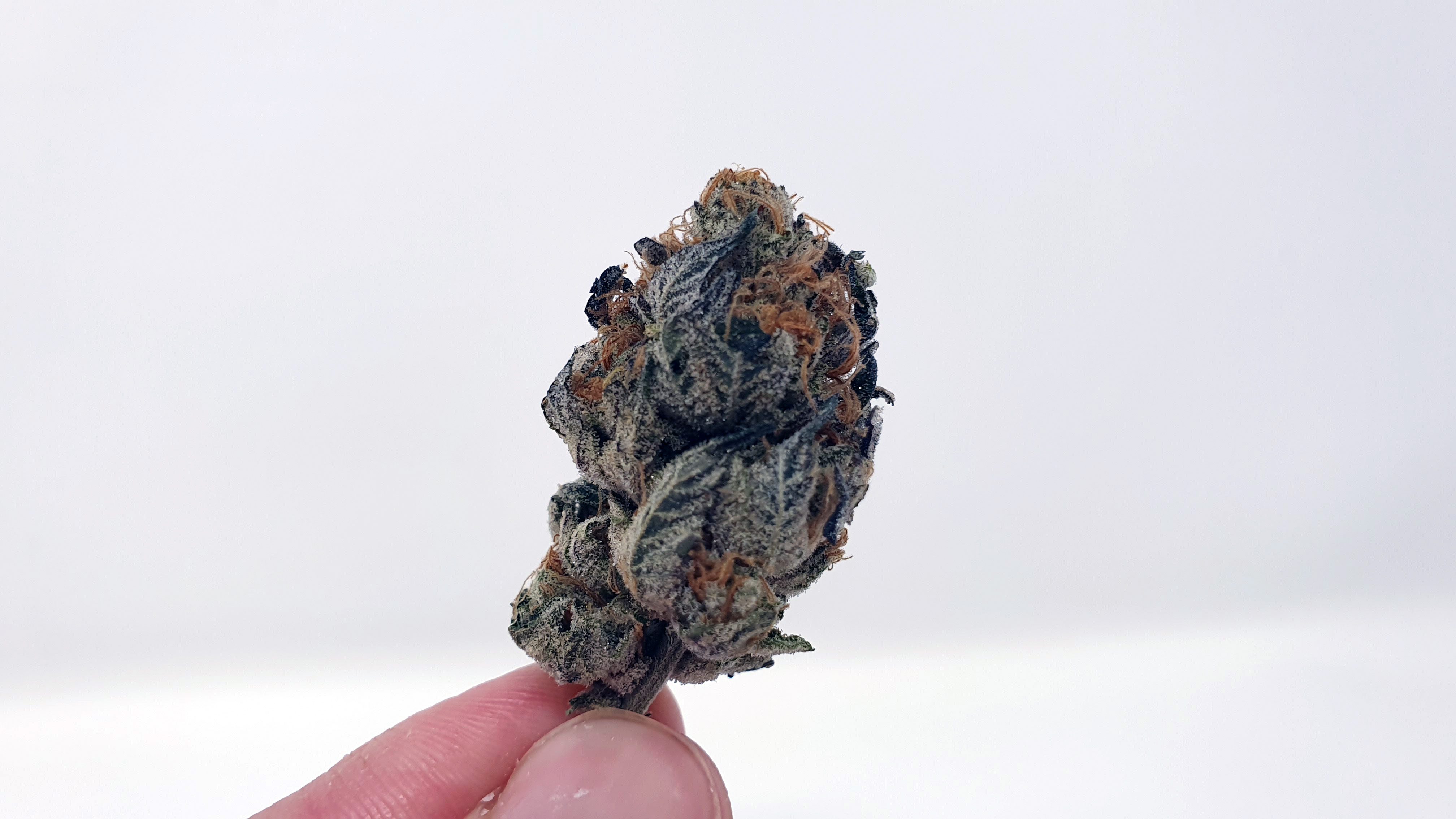 Archive image 5 for Sunset Sherbet Cannabis Strain Review & information