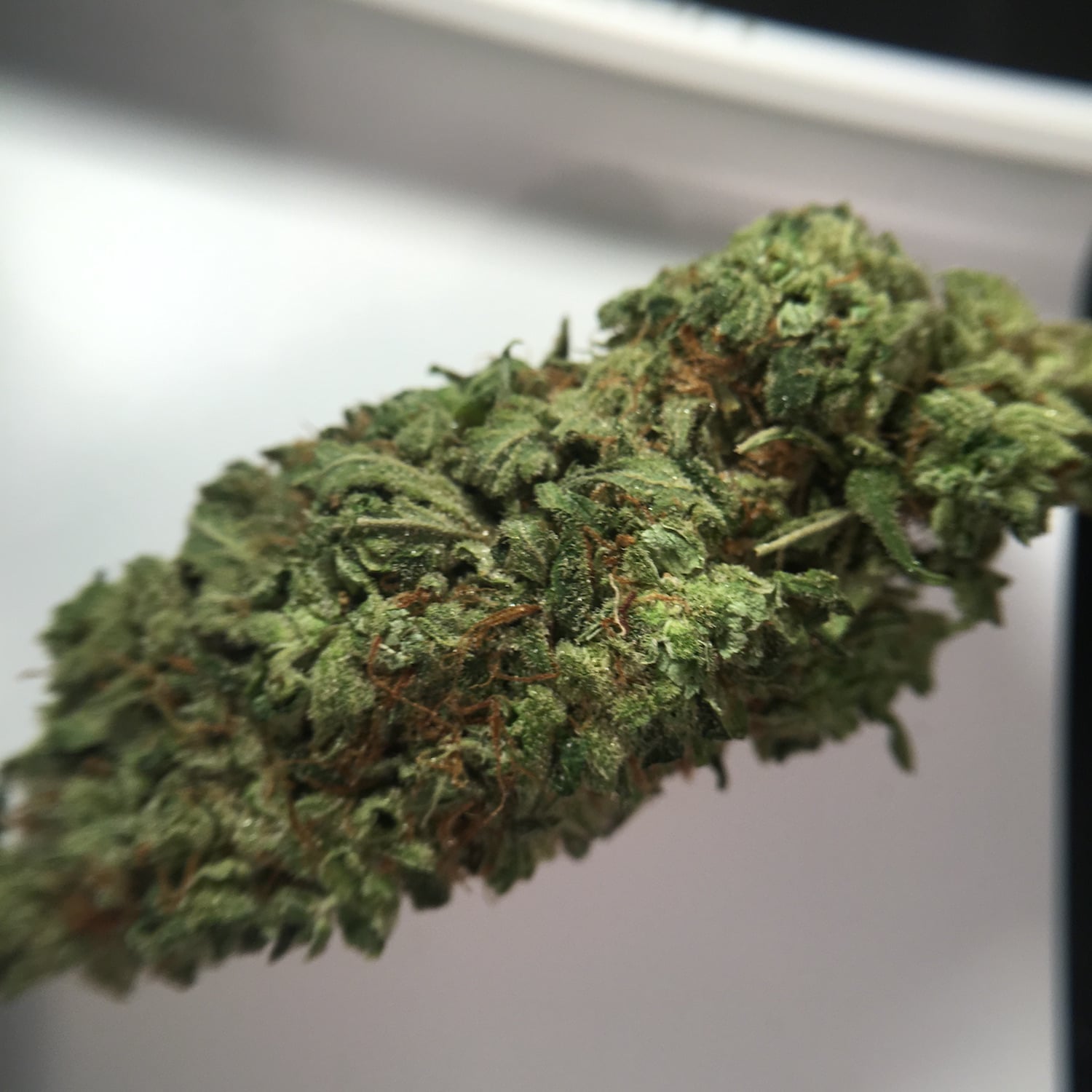 Super Bud Cannabis Strain Review