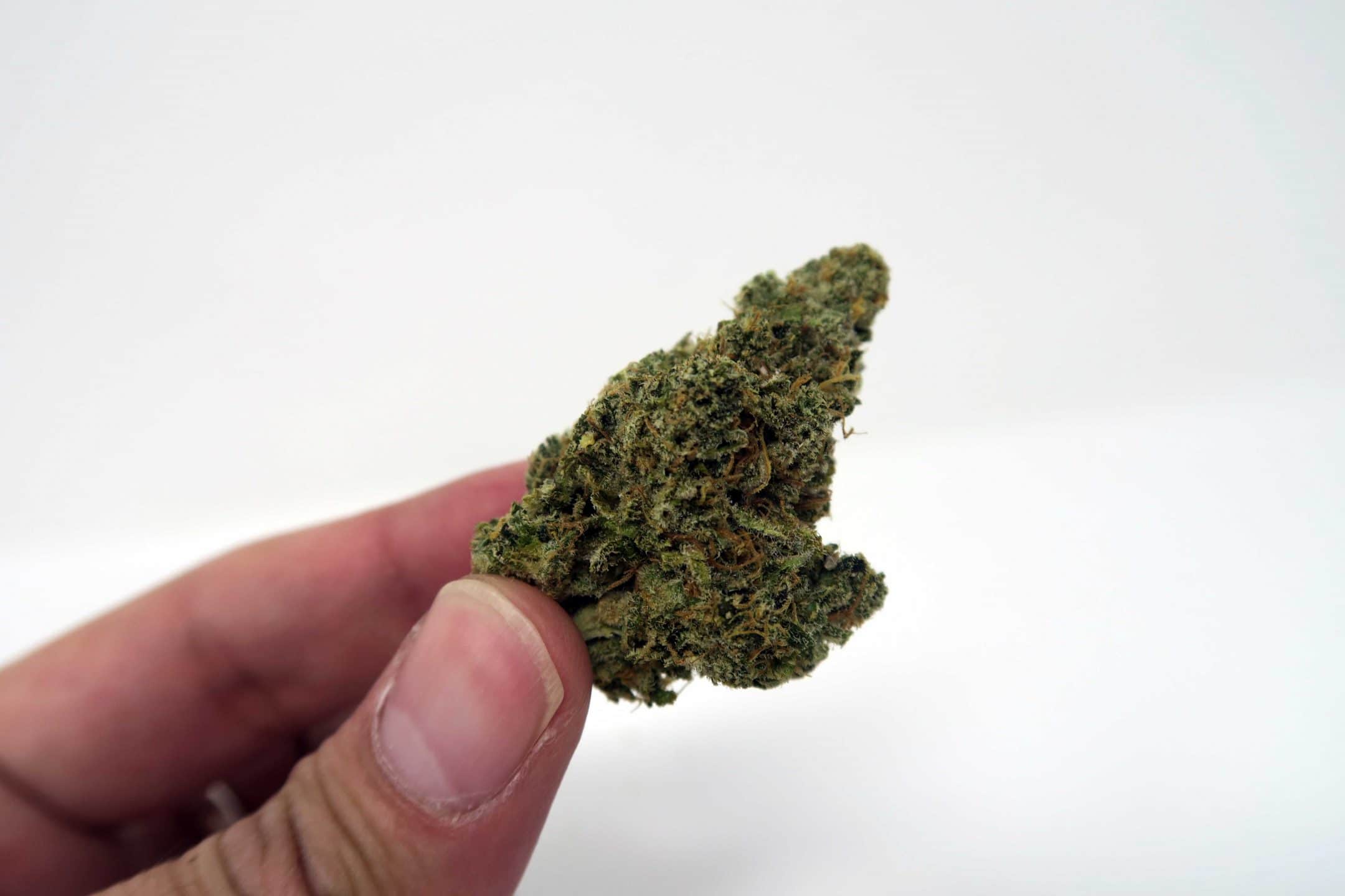 Archive image 2 for Super Orange Glue cannabis strain review
