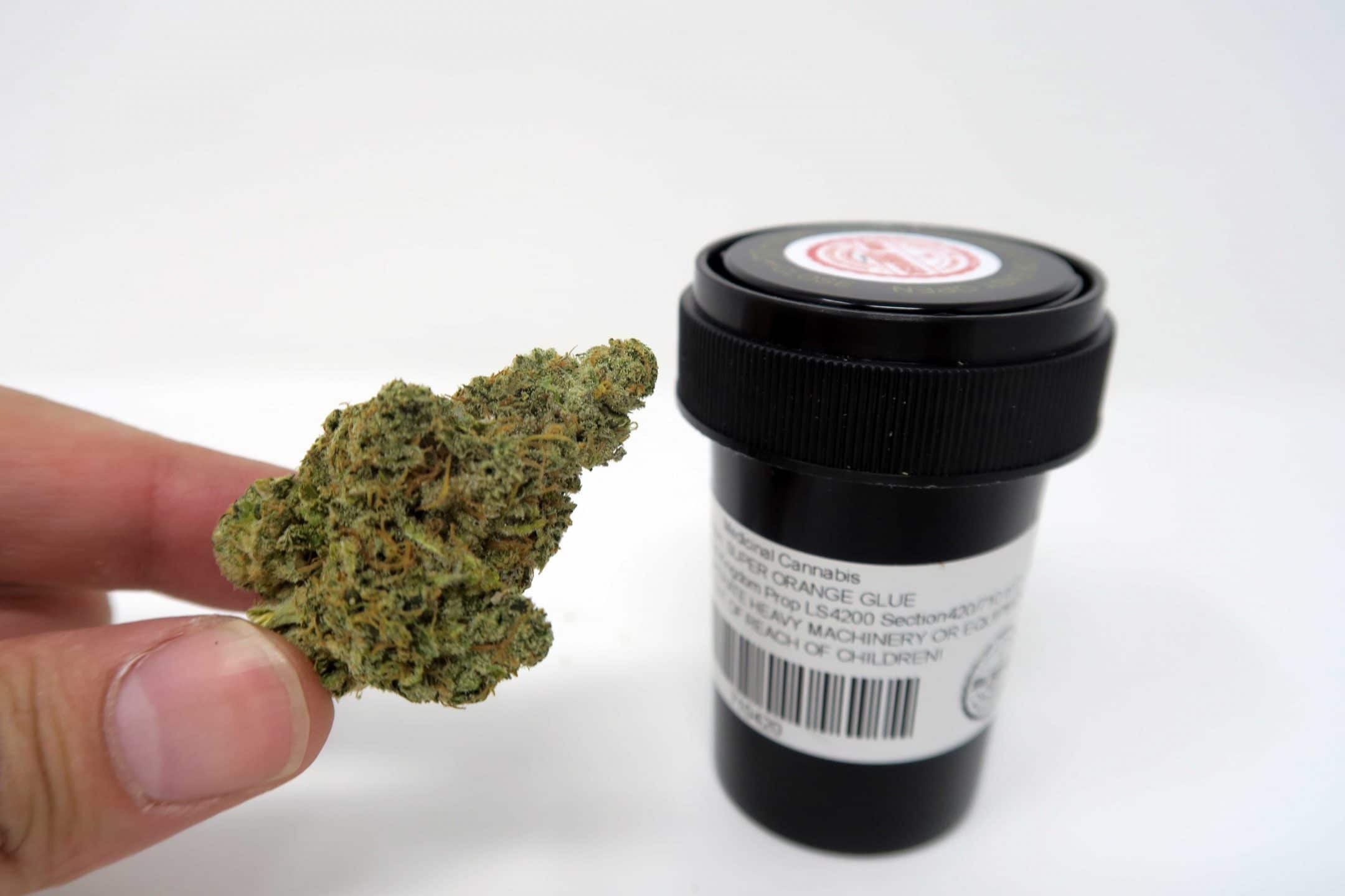 Archive image 4 for Super Orange Glue cannabis strain review