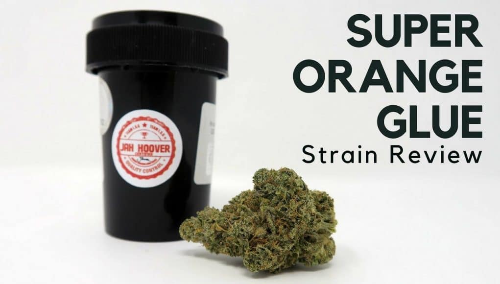 Archive image 5 for Super Orange Glue cannabis strain review