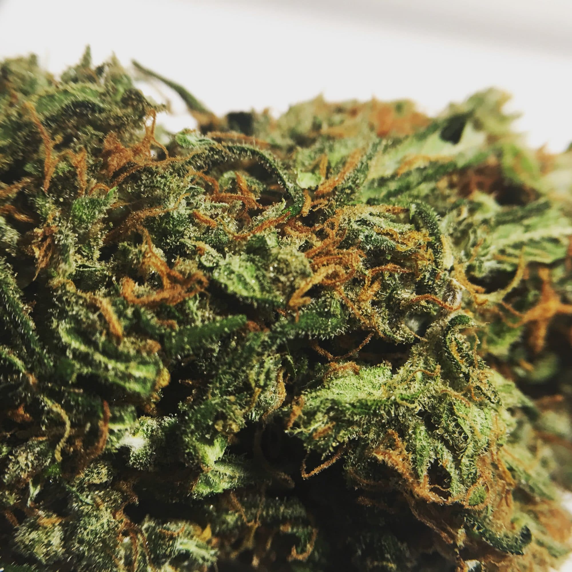 Archive image 2 for Super Silver Haze Cannabis Strain review