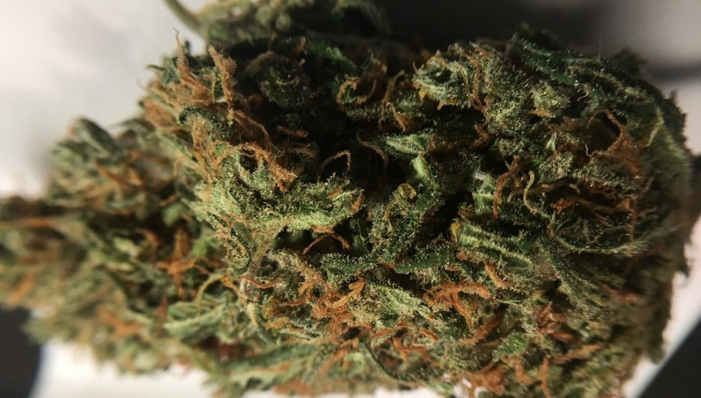 Archive image 4 for Super Silver Haze Cannabis Strain review
