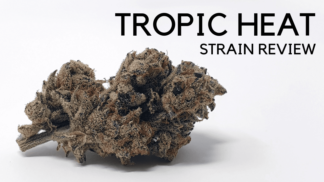 Archive image 6 for Tropic Heat Cannabis Strain Review & Information