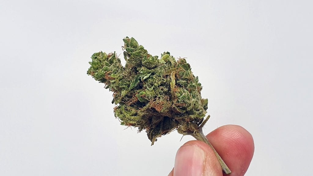 Archive image 2 for UGORG #1 Cannabis Strain Review & Information
