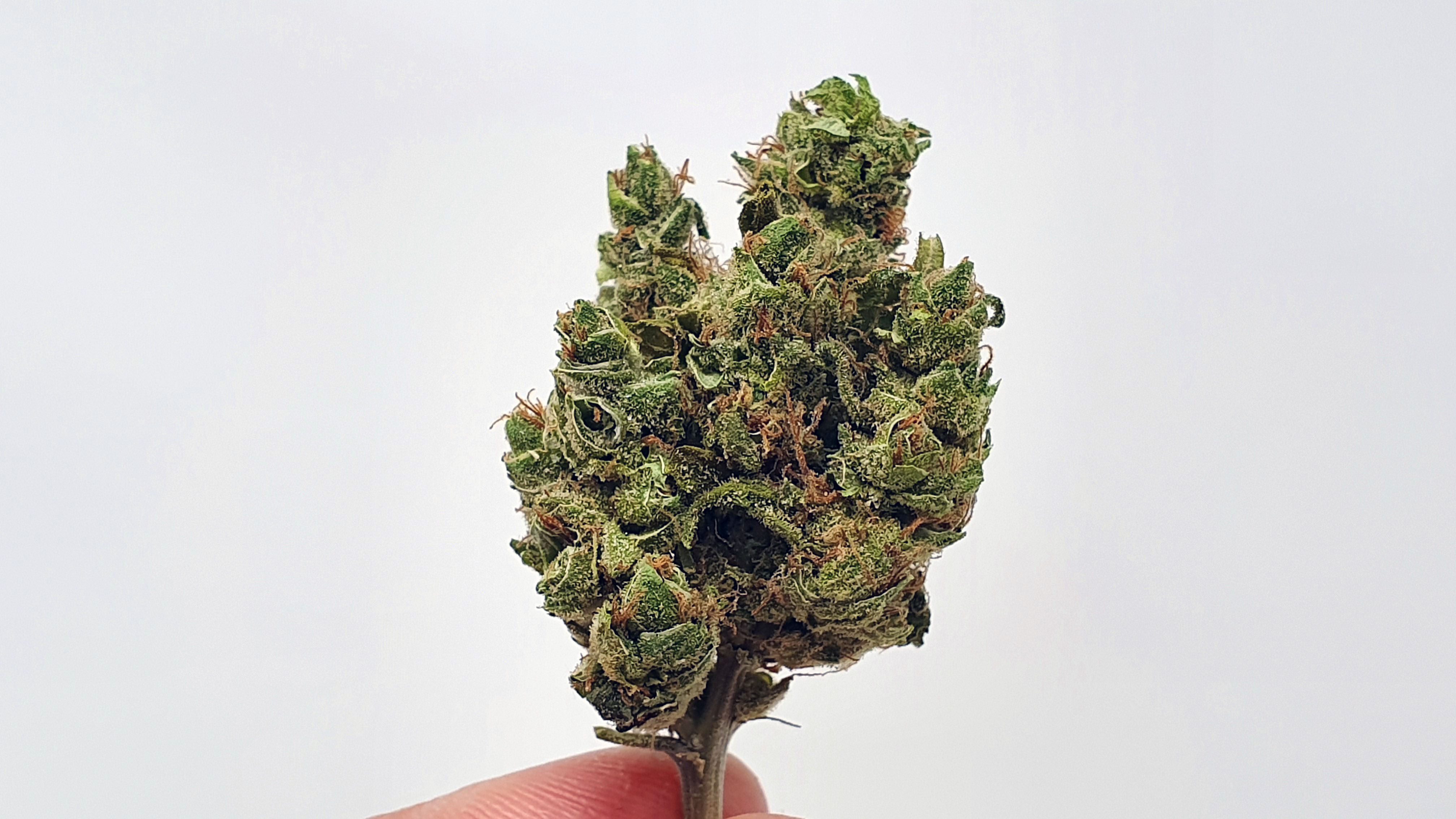 Archive image 5 for UGORG #1 Cannabis Strain Review & Information