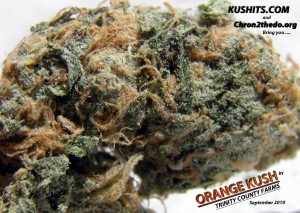 Archive image 2 for Very Strong Cannabis Strains 01