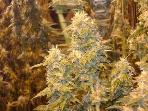 Archive image 3 for Very Strong Cannabis Strains 01