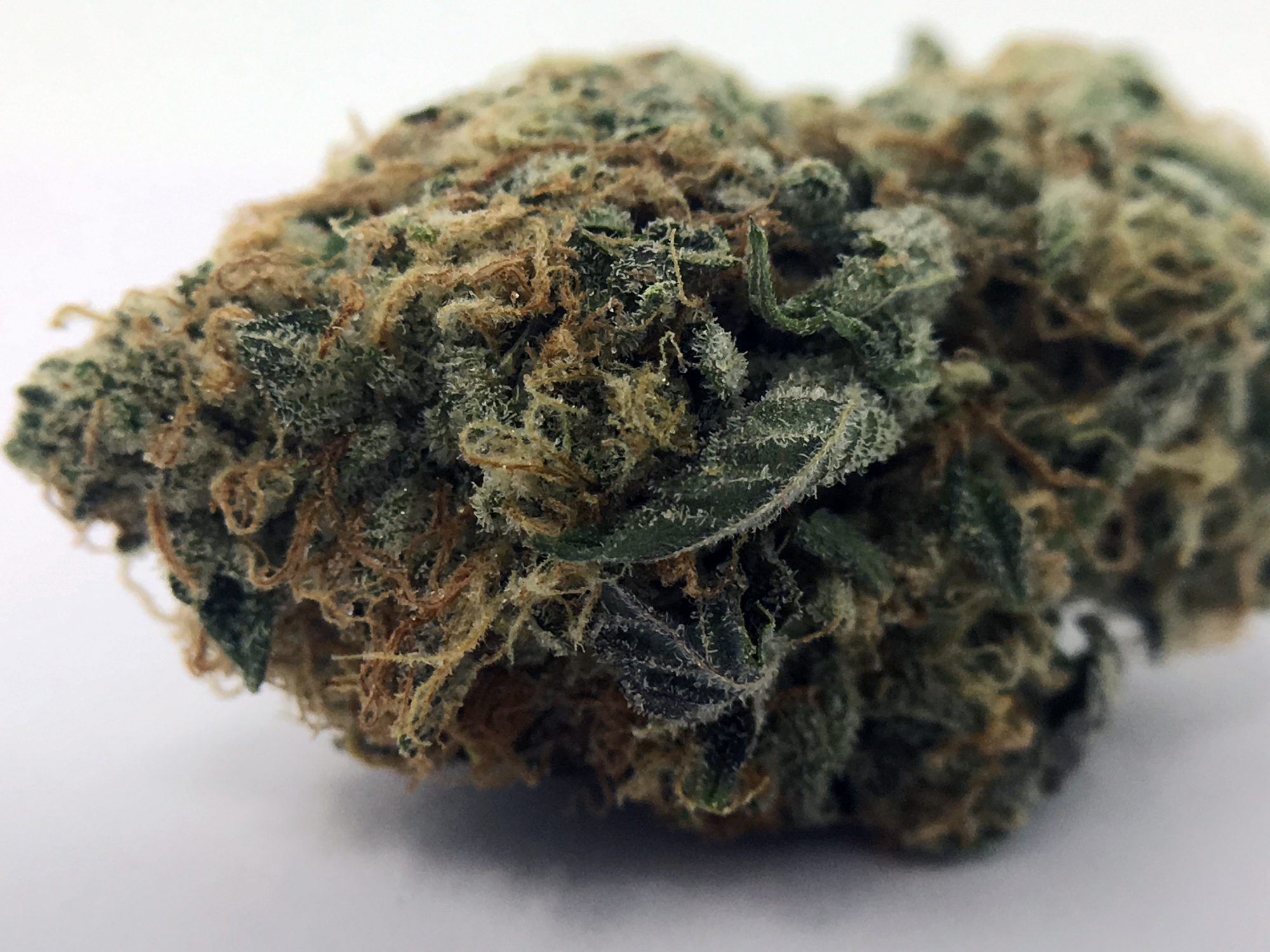 Archive image 3 for Violator Kush Cannabis Information & Review