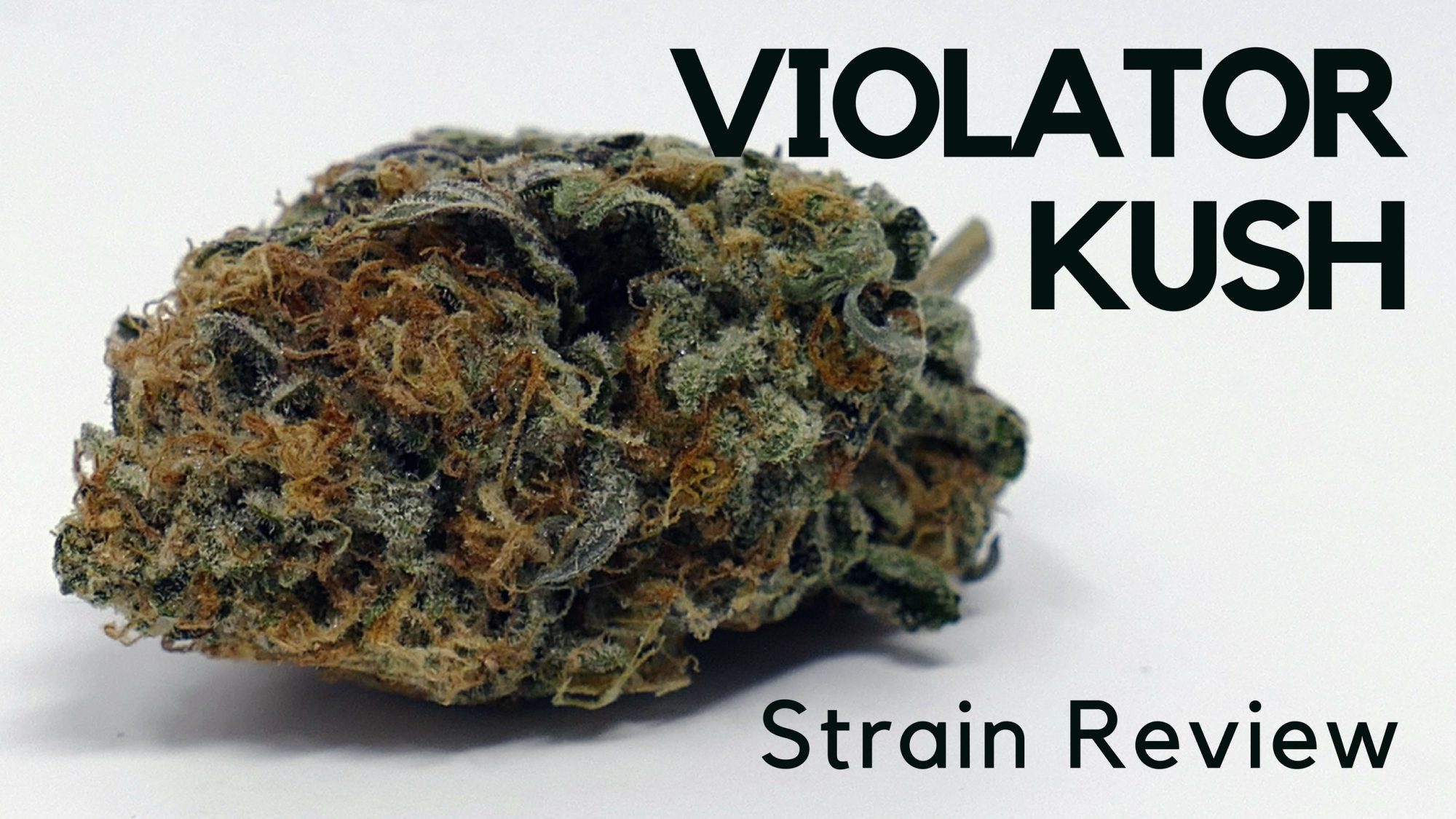 Archive image 6 for Violator Kush Cannabis Information & Review